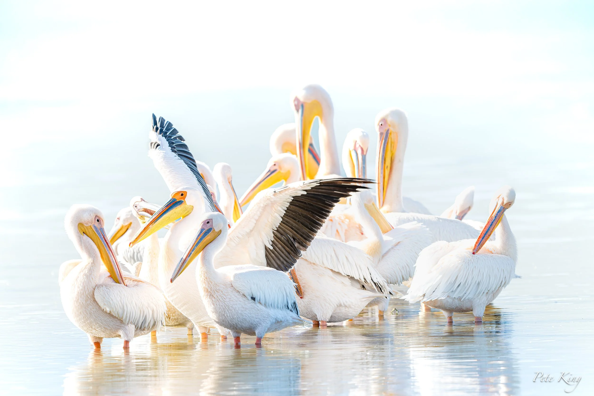 Group of flamingos standing in shallow water, with one flamingo extending its wing.