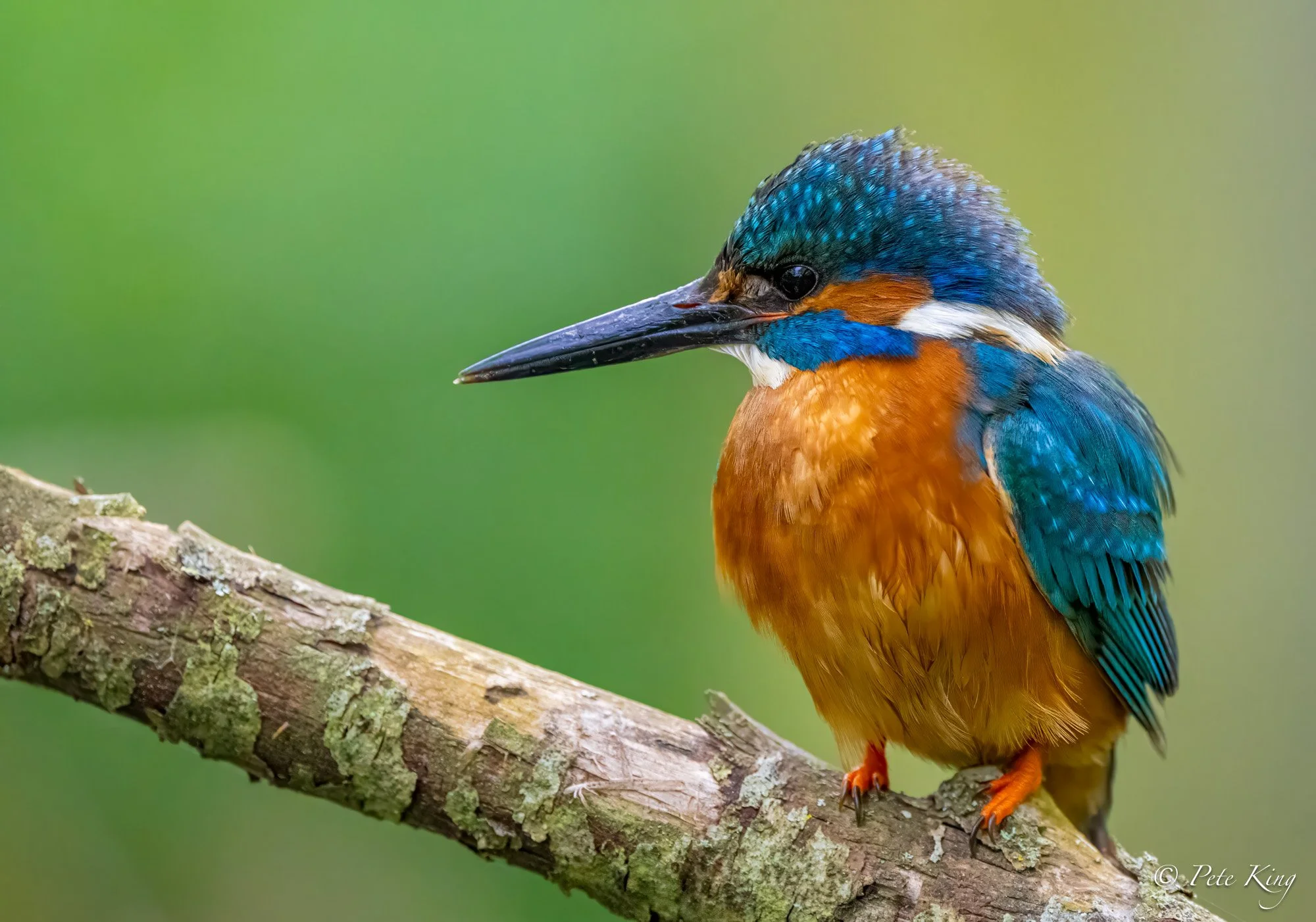 A colorful kingfisher bird sitting on a tree branch with a blurred green background.