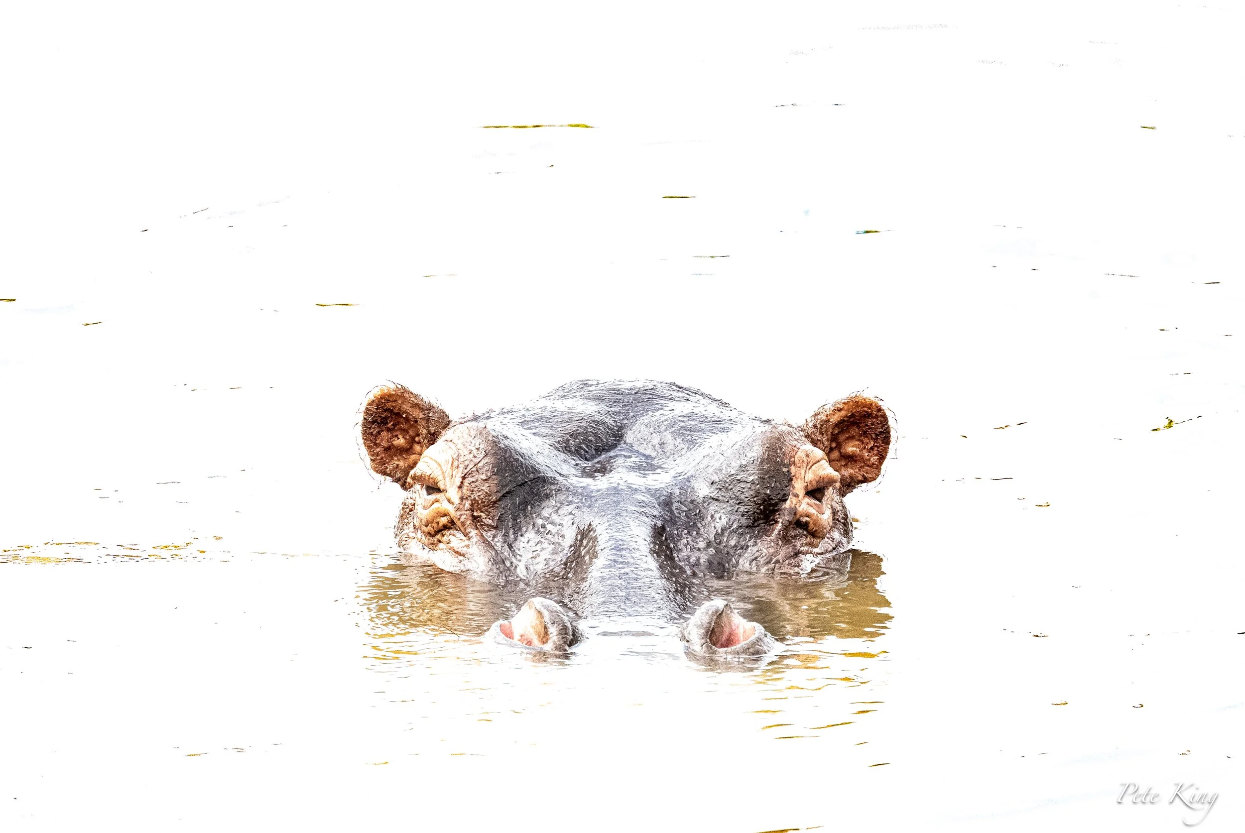 An adult hippopotamus partially submerged in water, showing its head and ears above the surface.
