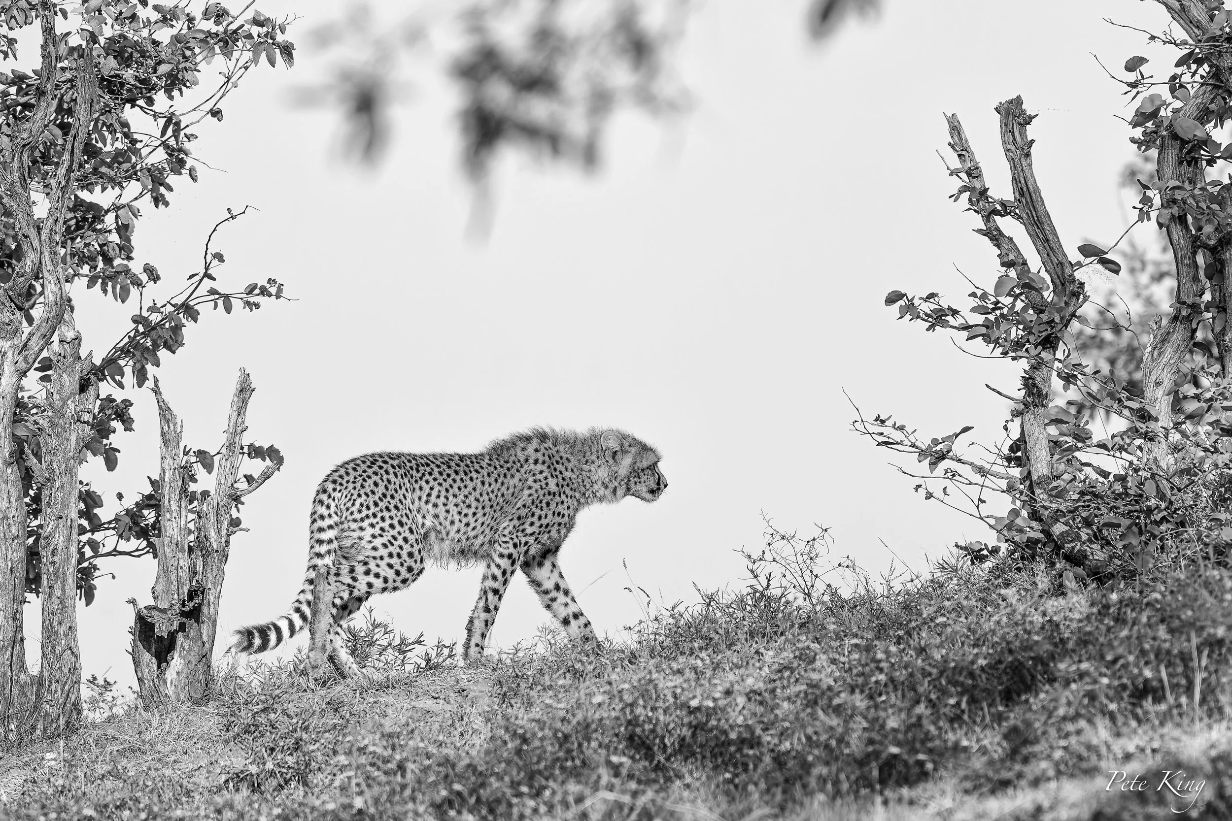 Mashatu cheetah