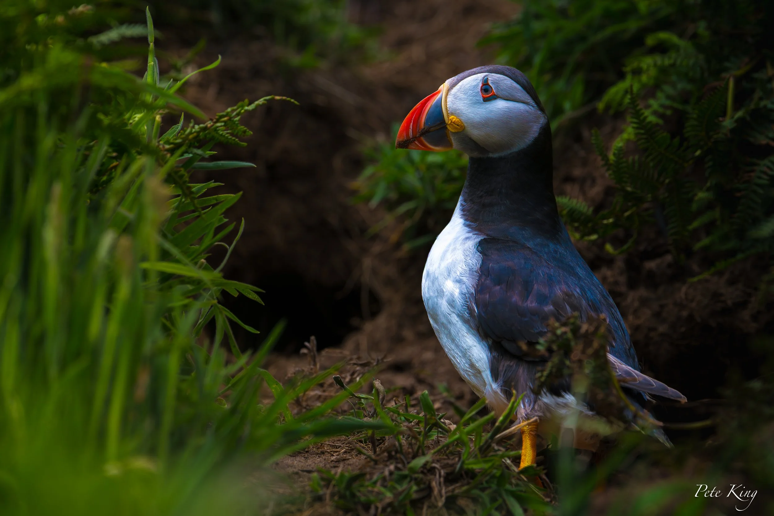 A close-up photo of an Atlantic puffin standing on the ground among green grass and ferns. The bird has a colorful beak, black and white plumage, and yellow legs. The background is blurred with earthy tones.