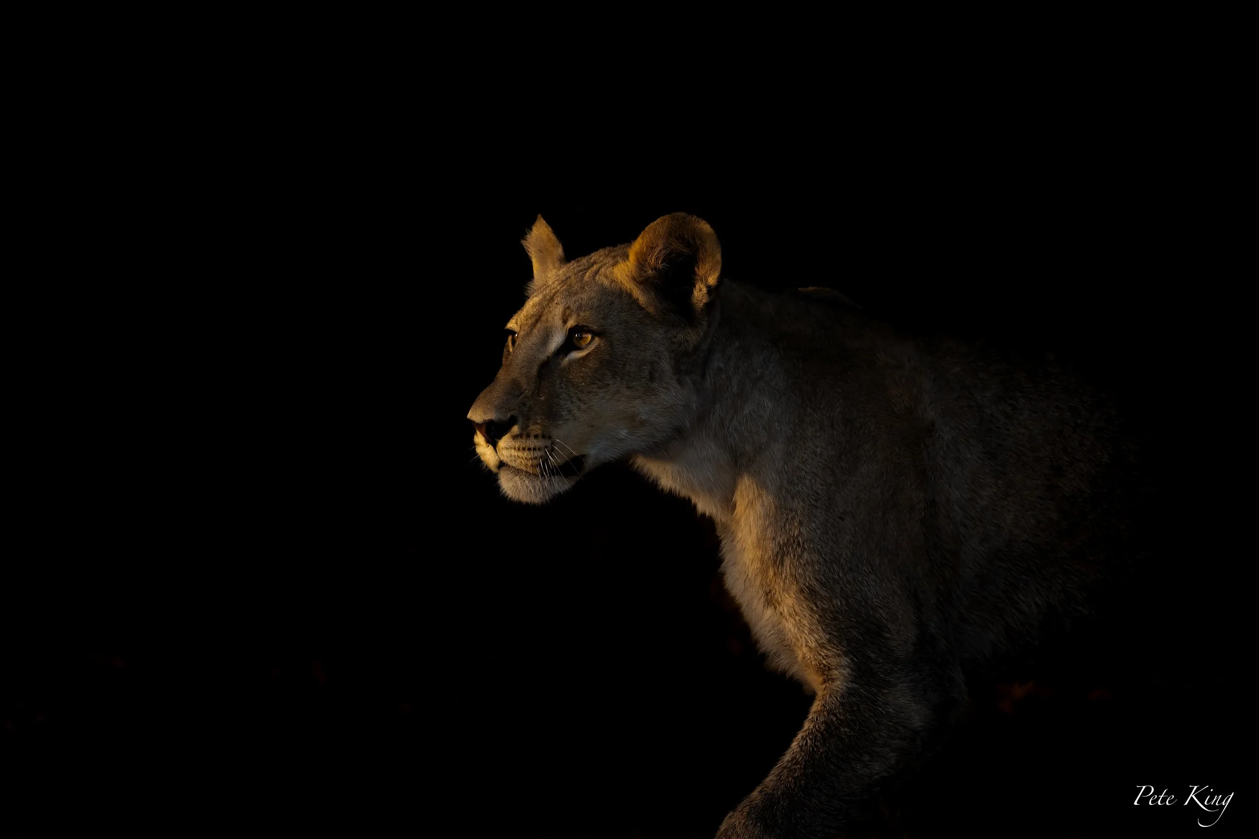 Lion in the dark