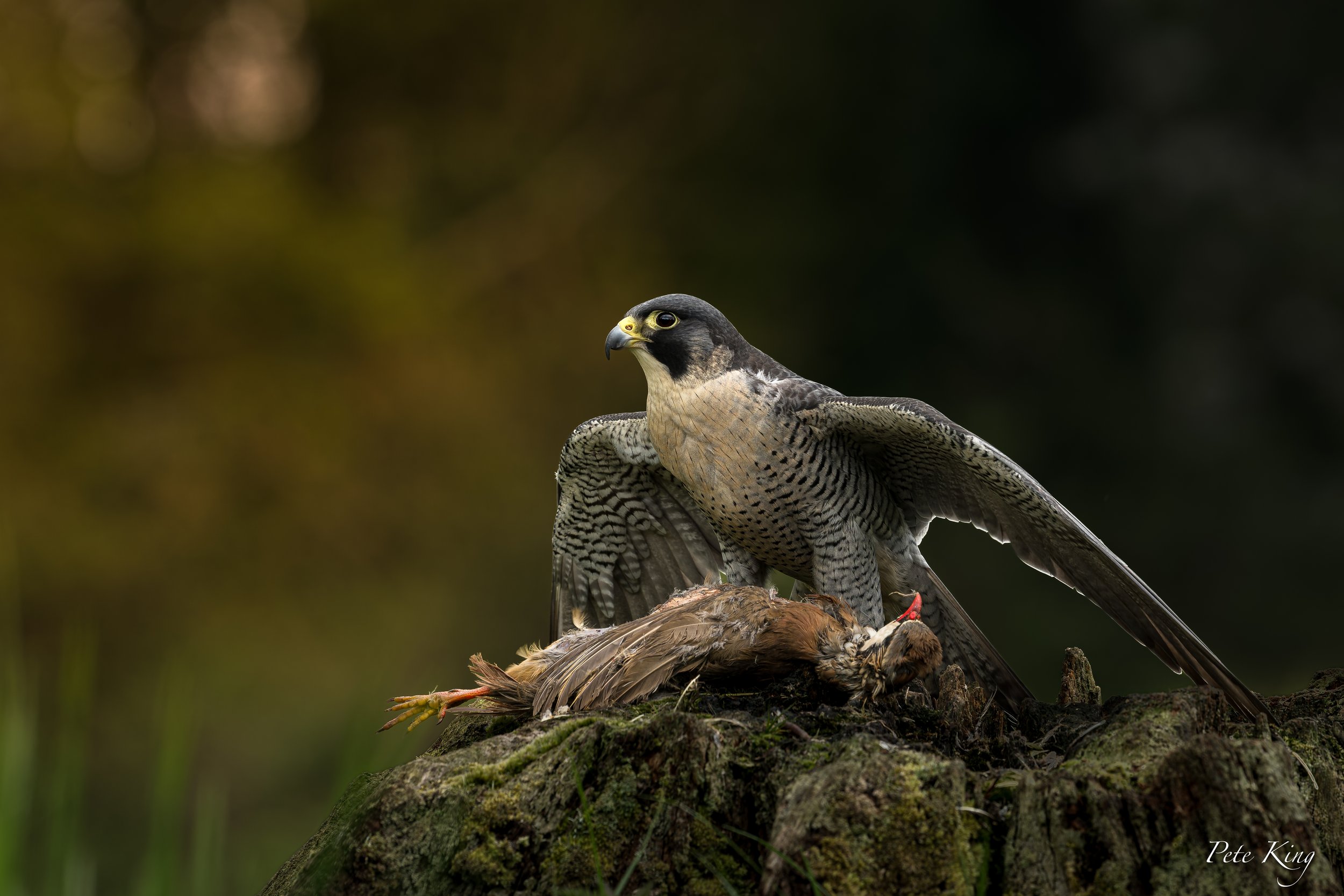 A peregrine falcon perched on a log, with a recently hunted bird beneath it, set against a blurred background of green and dark tones.