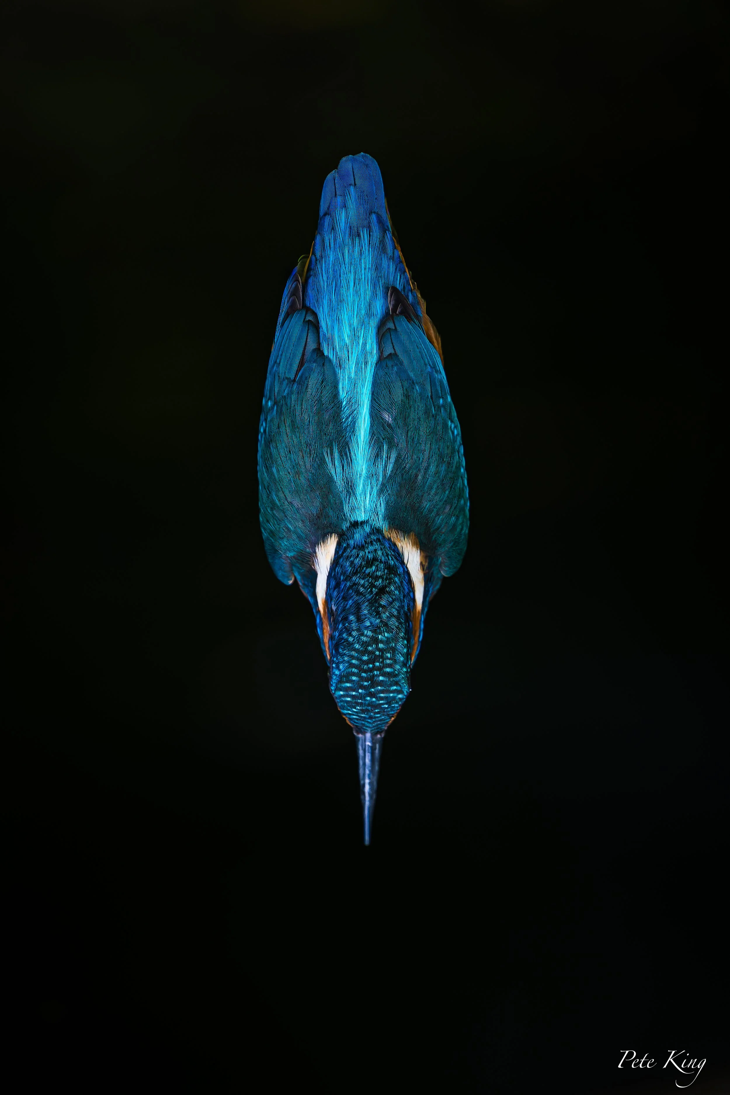Kingfisher diving