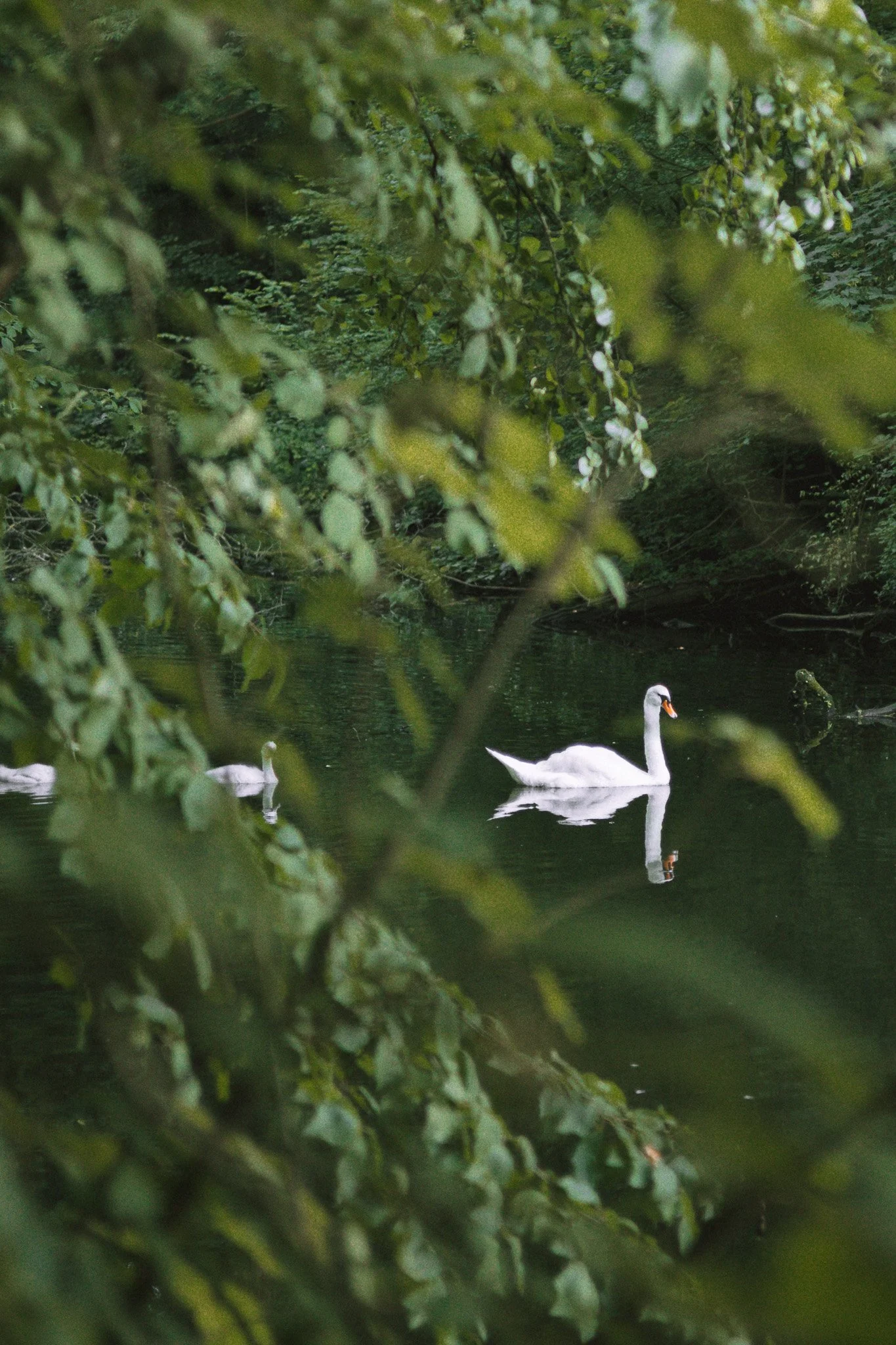 Une oie nageant dans une rivière entourée de feuillage vert dense.