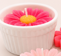 Gerbera