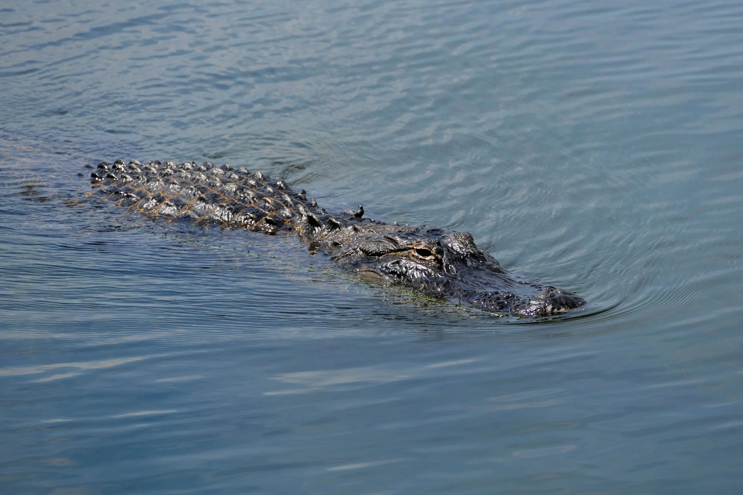 A crocodile partially submerged in water, with only its head and back visible above the surface.