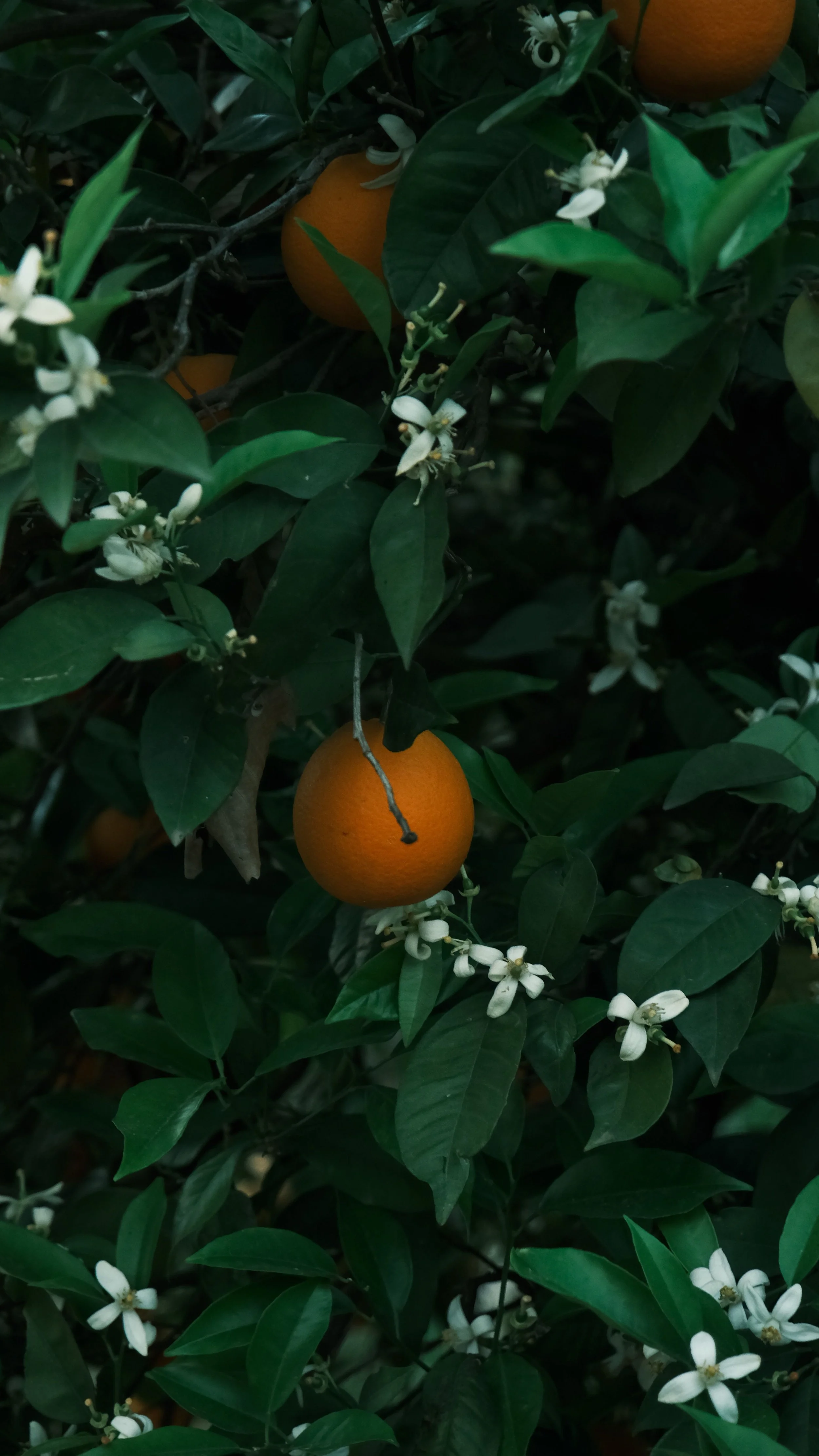 Orange fruits growing on a leafy green shrub with white flowers.