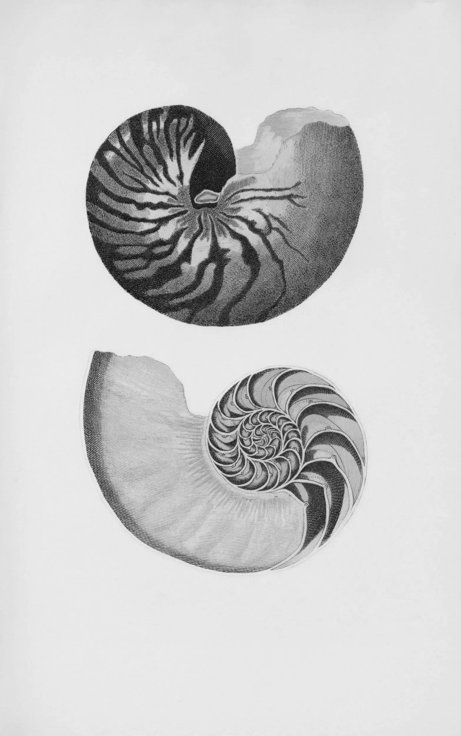 Black and white drawing of a nautilus shell with intricate spiral patterns and detailed lines.