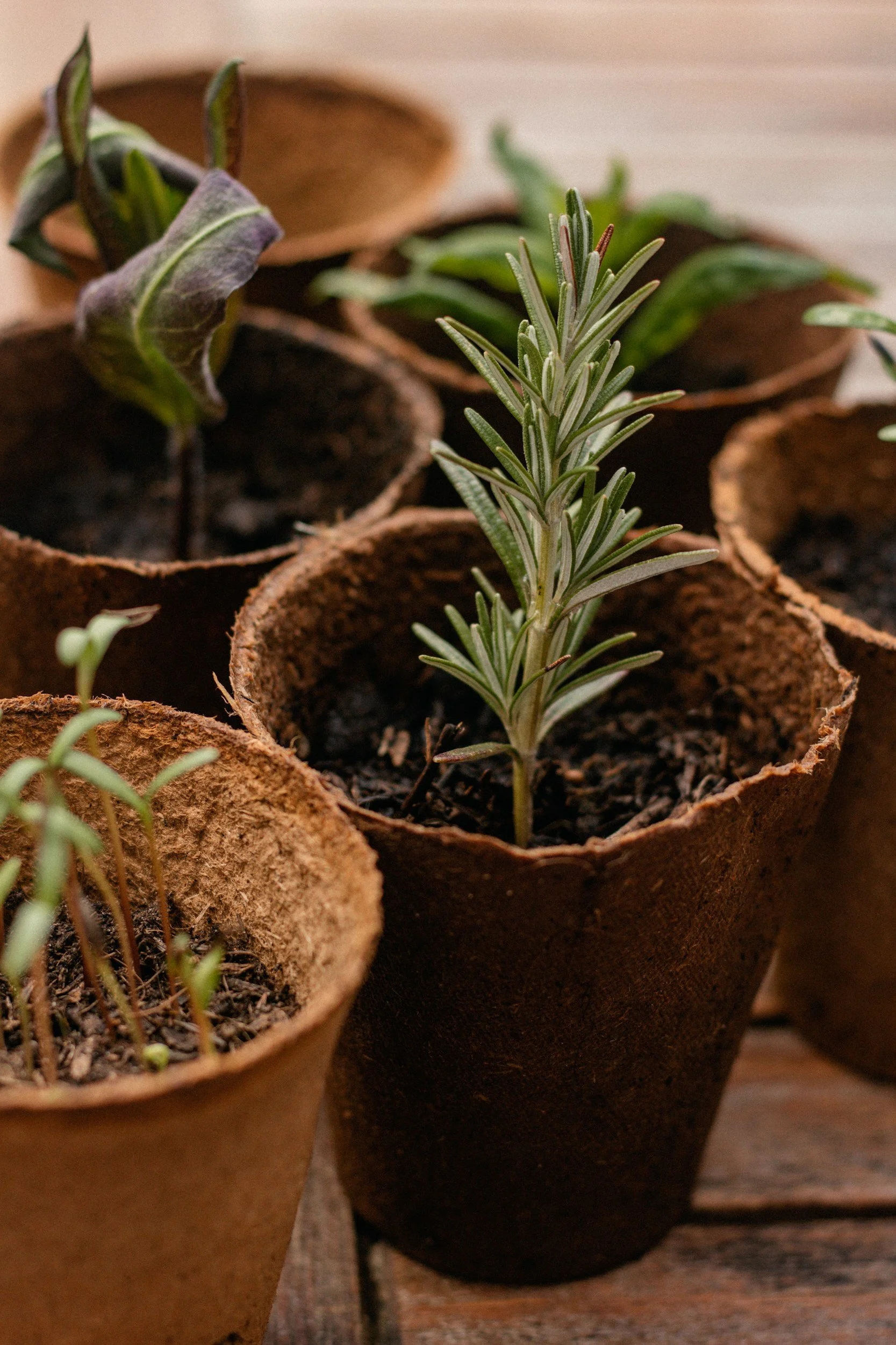 Close-up of potted rosemary and sage herbs on a wooden surface