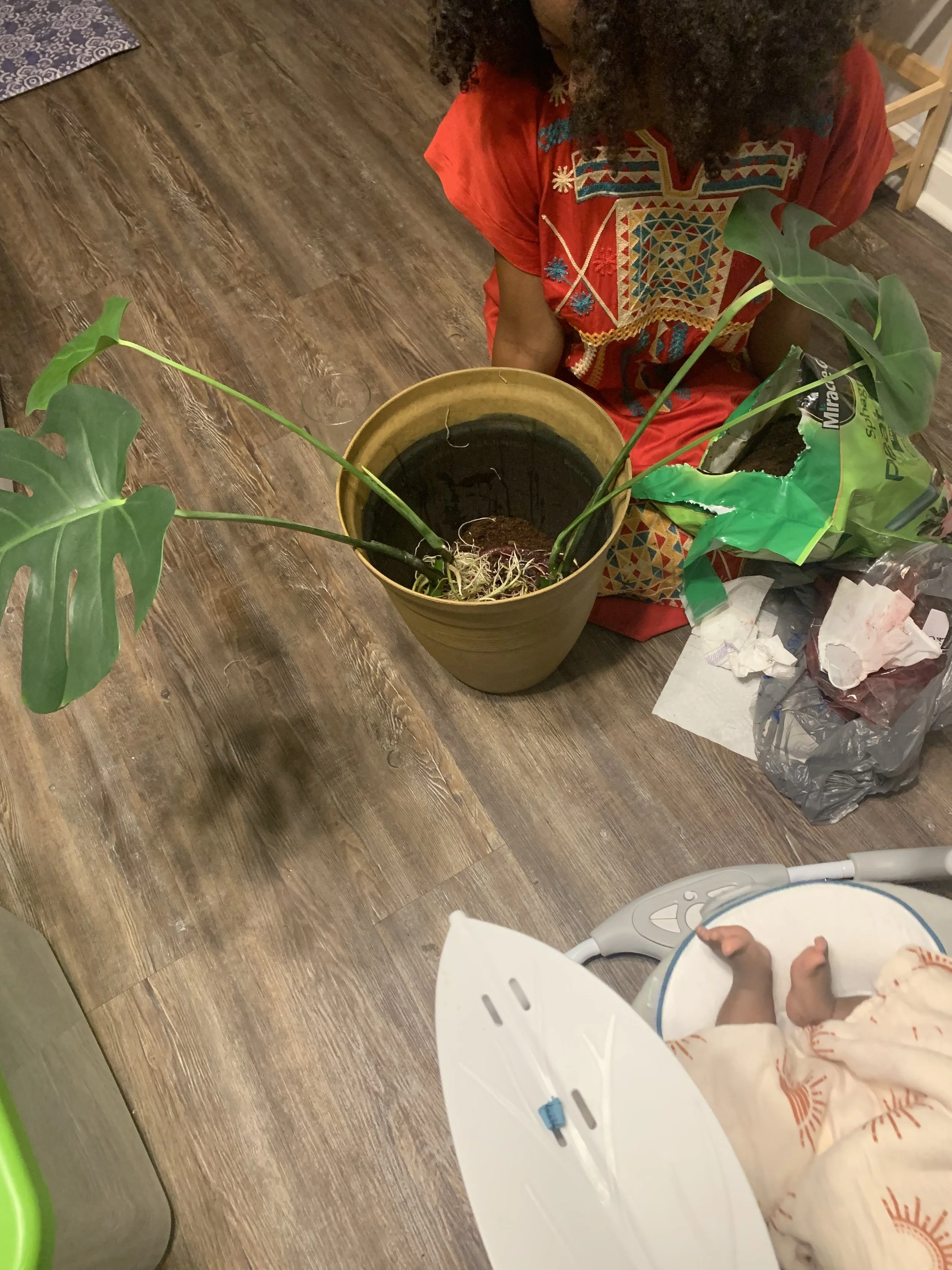 Placenta planting in houseplant at Black Folks Garden, documenting a family tradition of returning the placenta to the earth