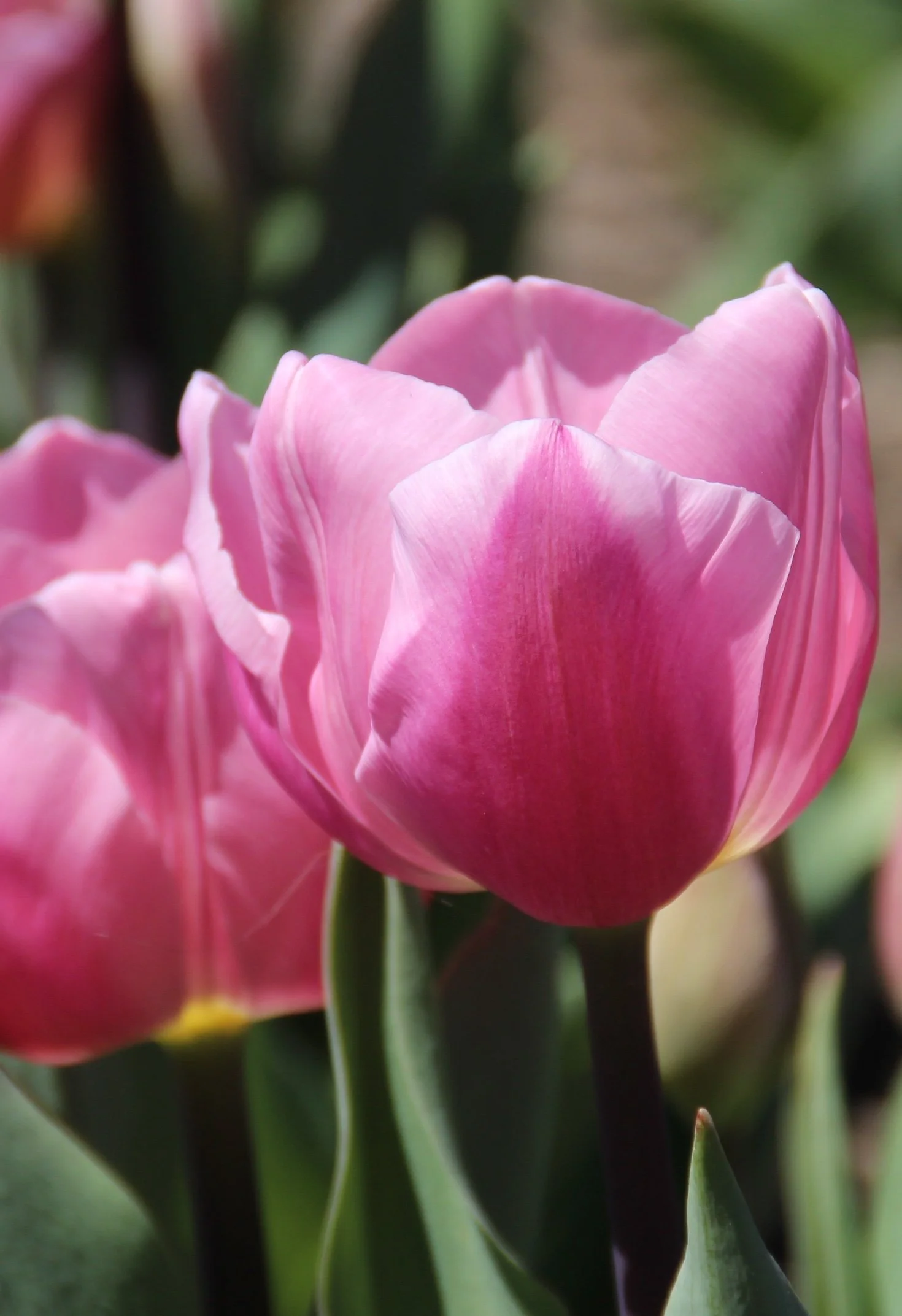 Close-up of pink tulip flowers with green leaves in the background.