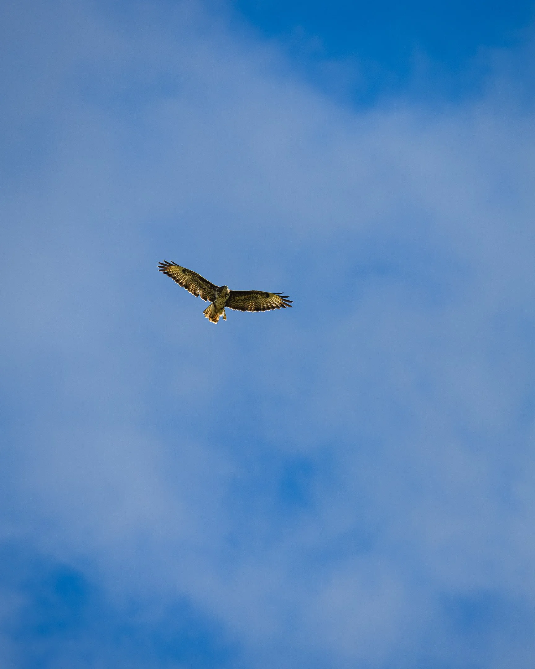 IMG_2467.jpg