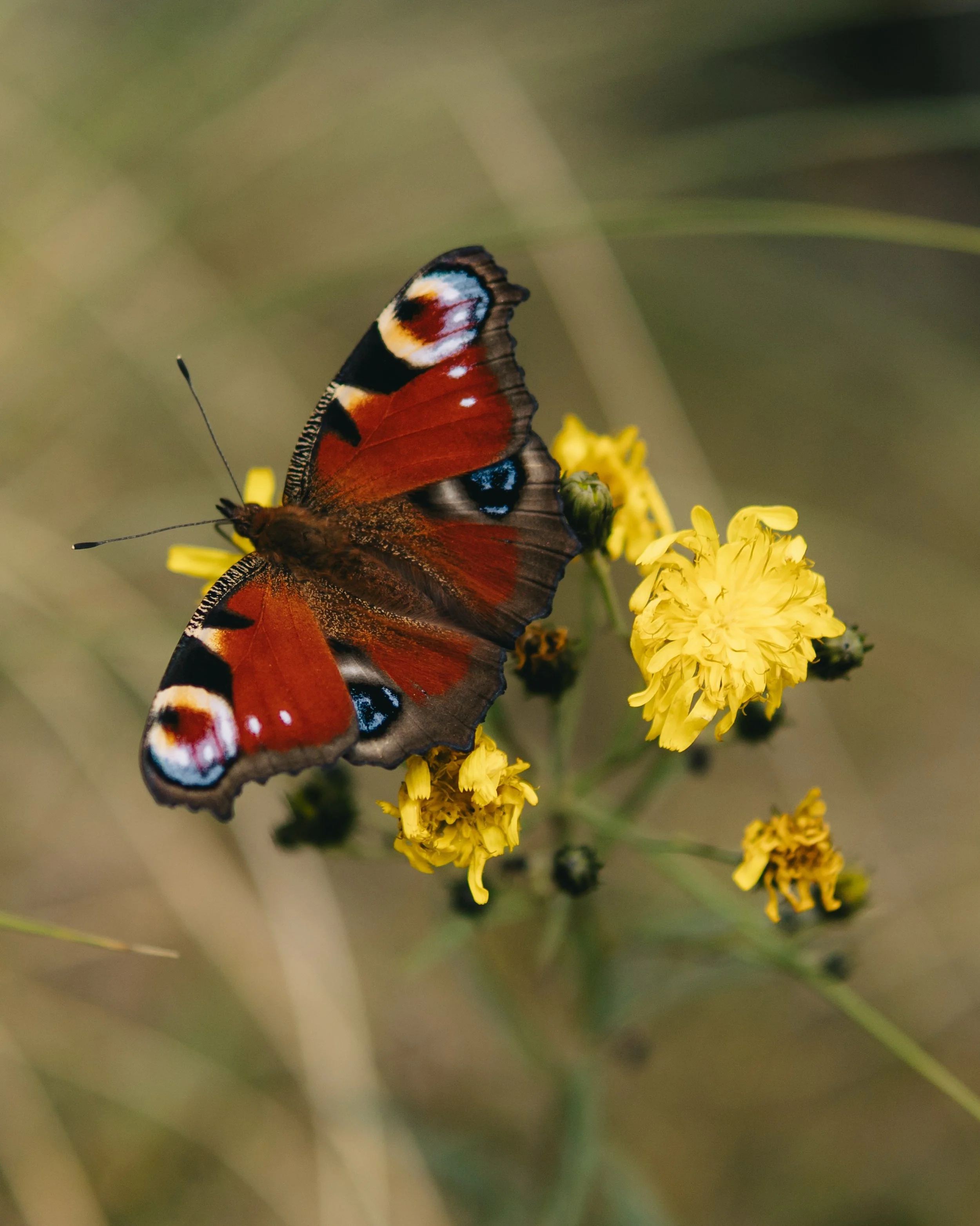 A pause on Sk&aring;neleden trail 🦋

#sk&aring;neleden #visitsk&aring;ne #butterfly #naturephotography #alphafriday 

📷 Sony A6400 @sony.nordic 
Sigma 30mm f1.4 DC DN @sigma.nordic