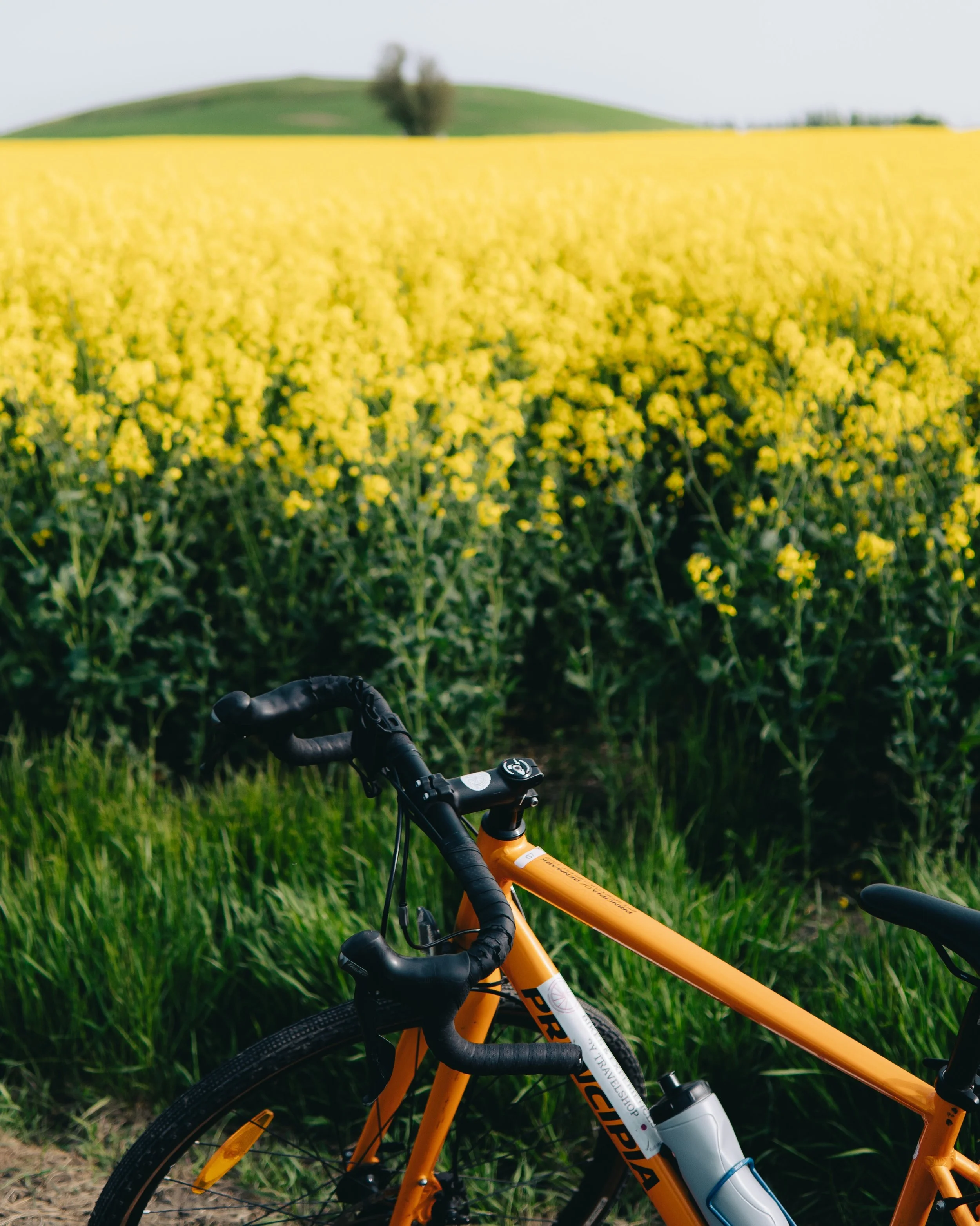 Tried a gravel bike for the first time this weekend and I fear another expensive hobby has been unlocked 😂😭

#visitsk&aring;ne #rapeseedfield #cykelledensk&aring;ne