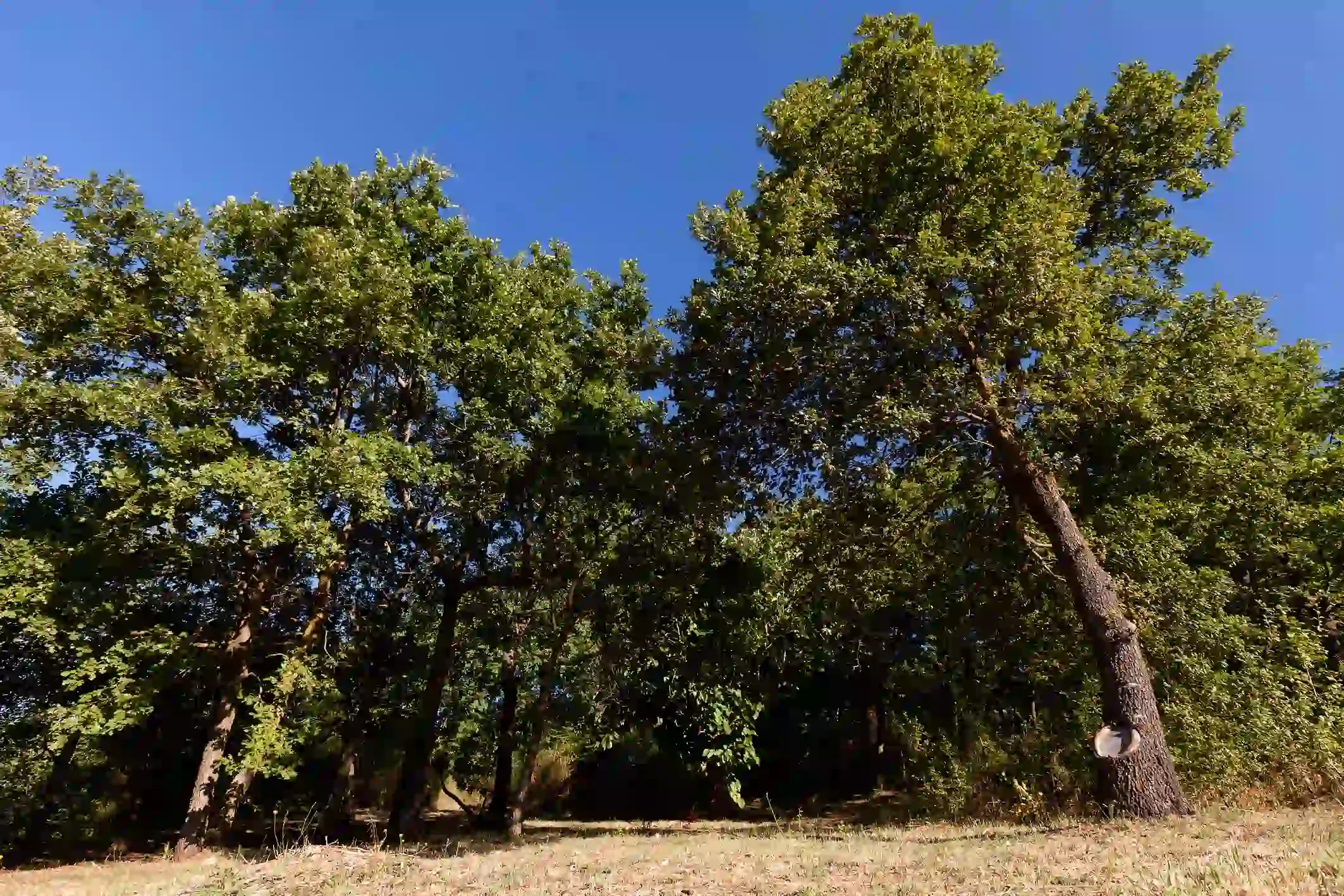 A tall tree with green leaves and a thick trunk standing in a park or garden with a clear blue sky in the background.