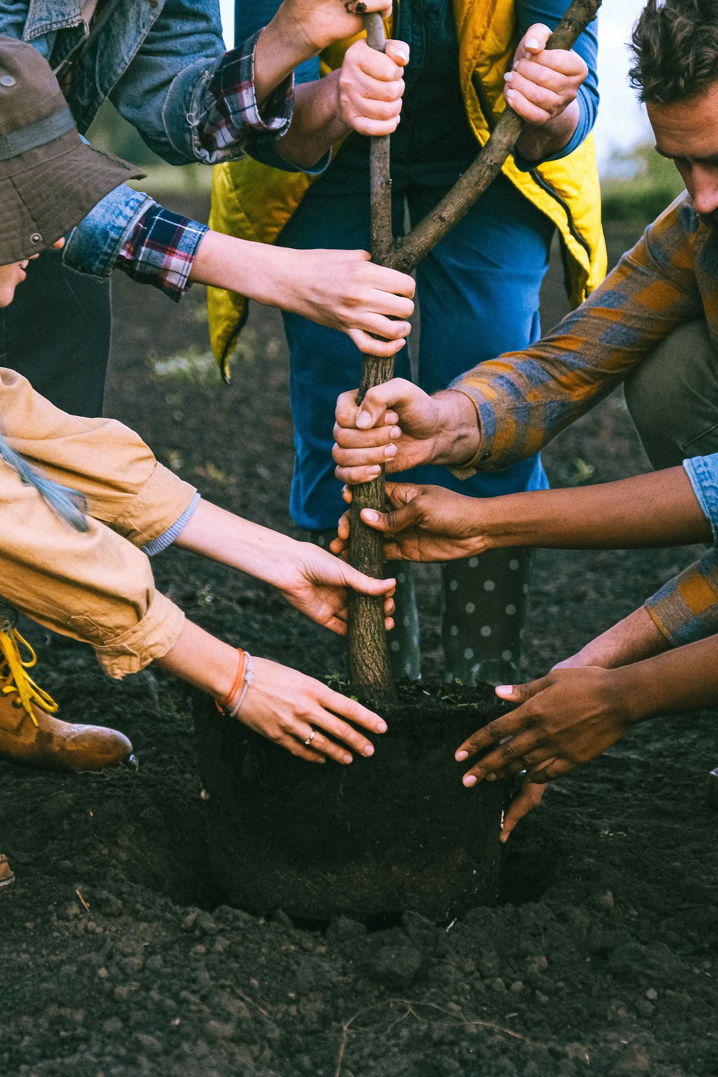 Group of people planting a tree together, each holding a stick or shovel, working together to plant it into the soil.