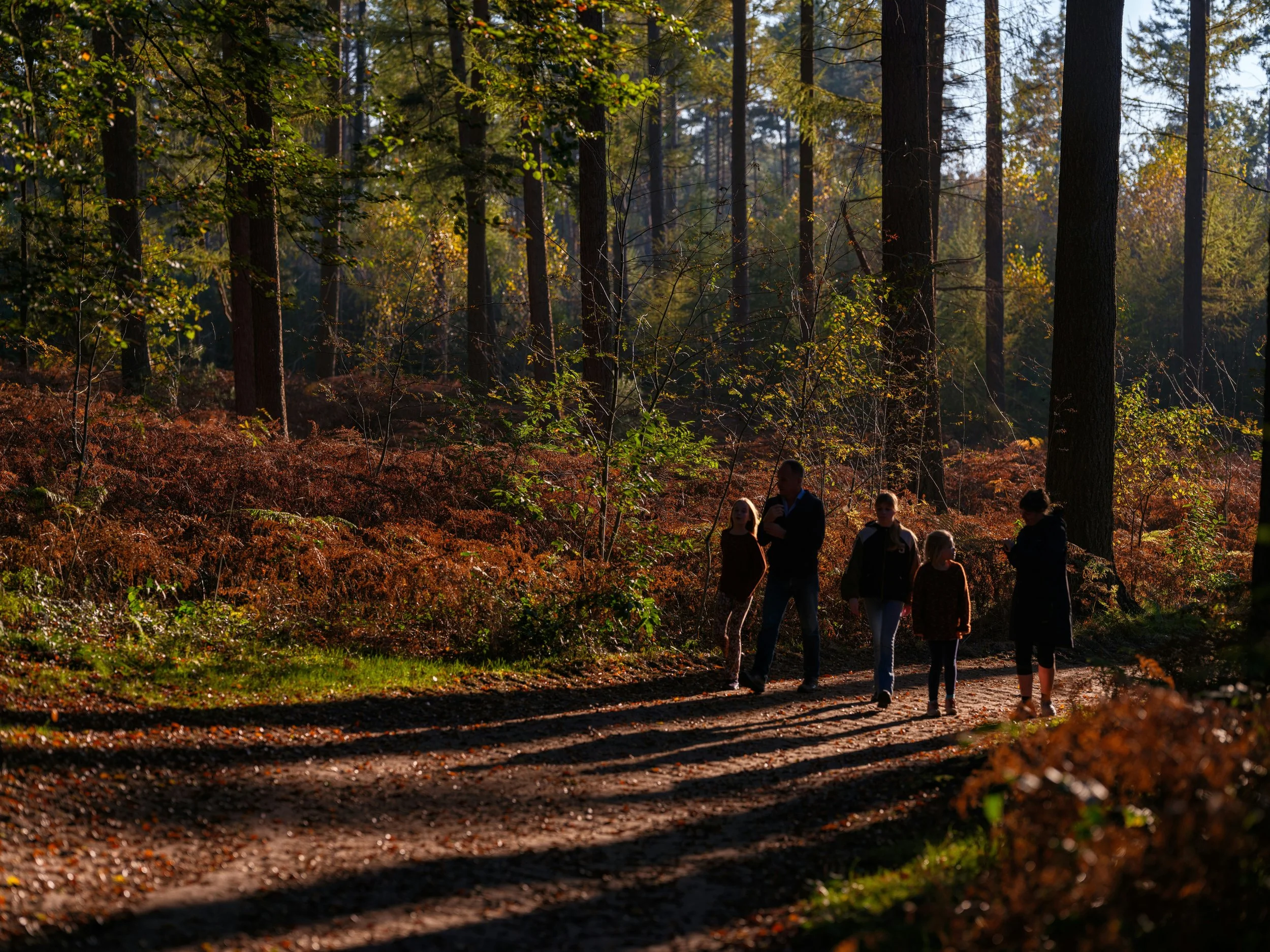 People walking along a dirt trail in a forest during autumn, with sunlight filtering through tall trees with yellow and green leaves.