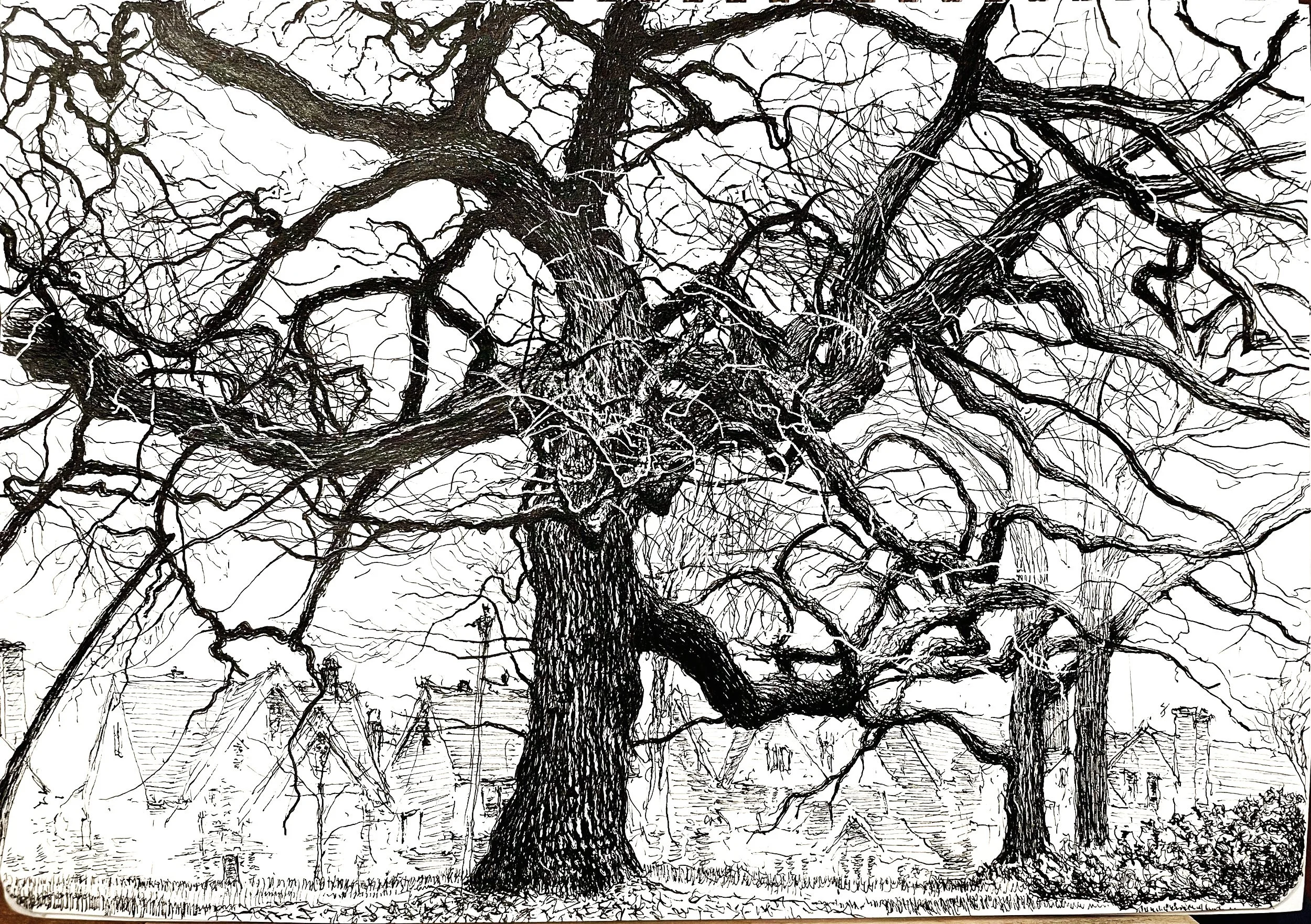 Trees & Landscapes