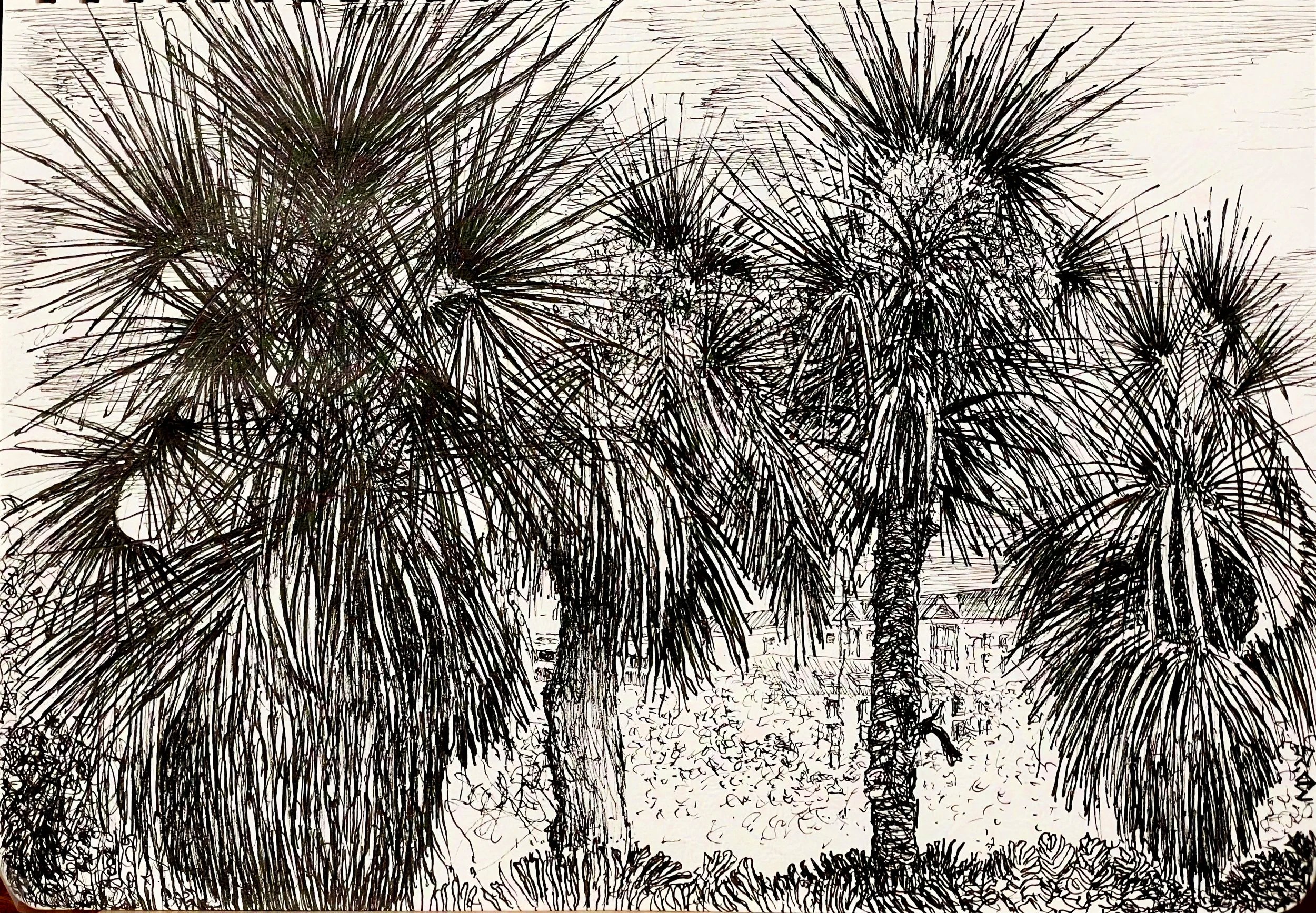 "Palms in Tampa Bay",  pen & ink,  10" x 7",  2025