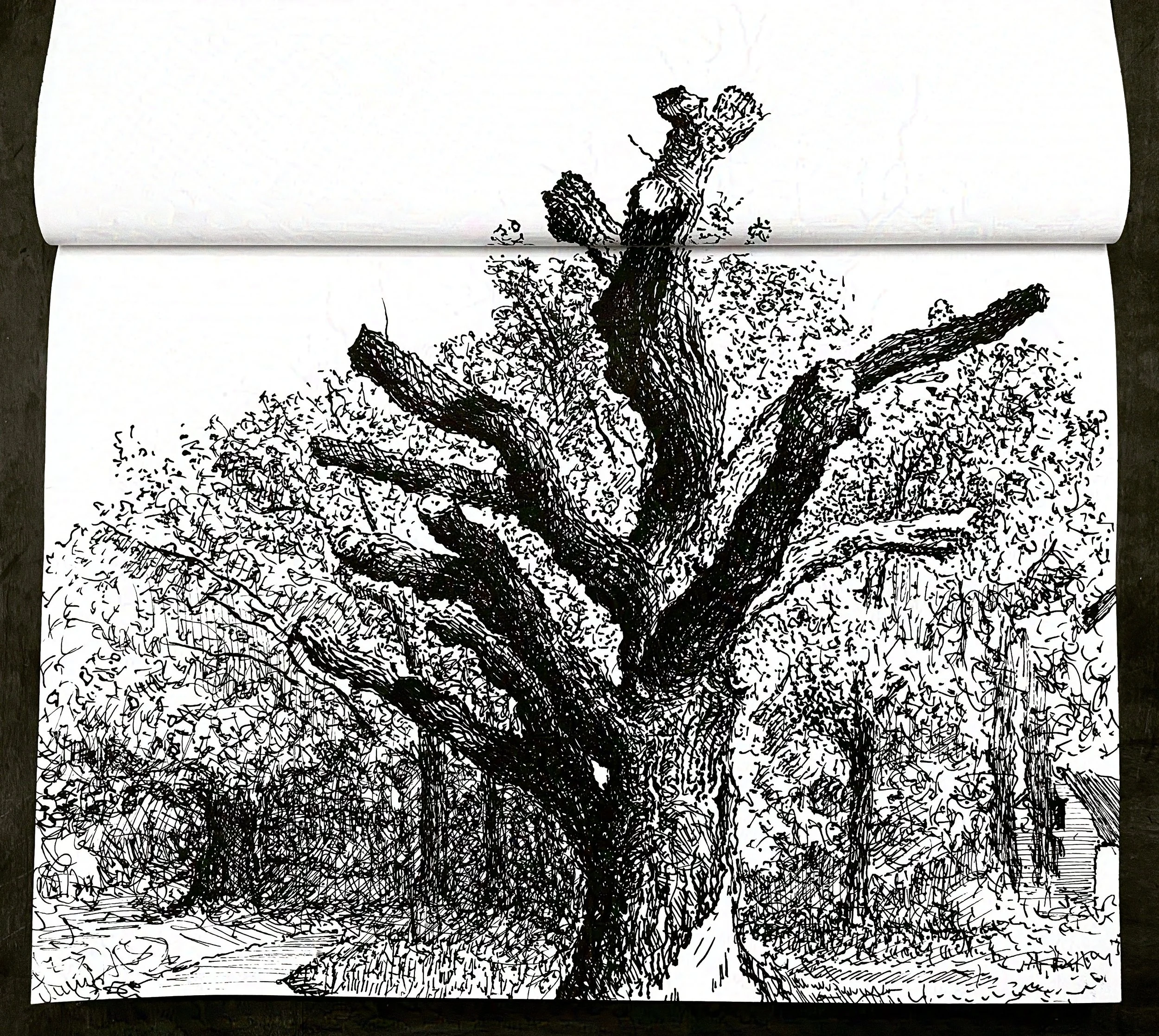 "Skeleton of an Oak I",  pen & ink,  10 3/4" x 10 3/4",  2023