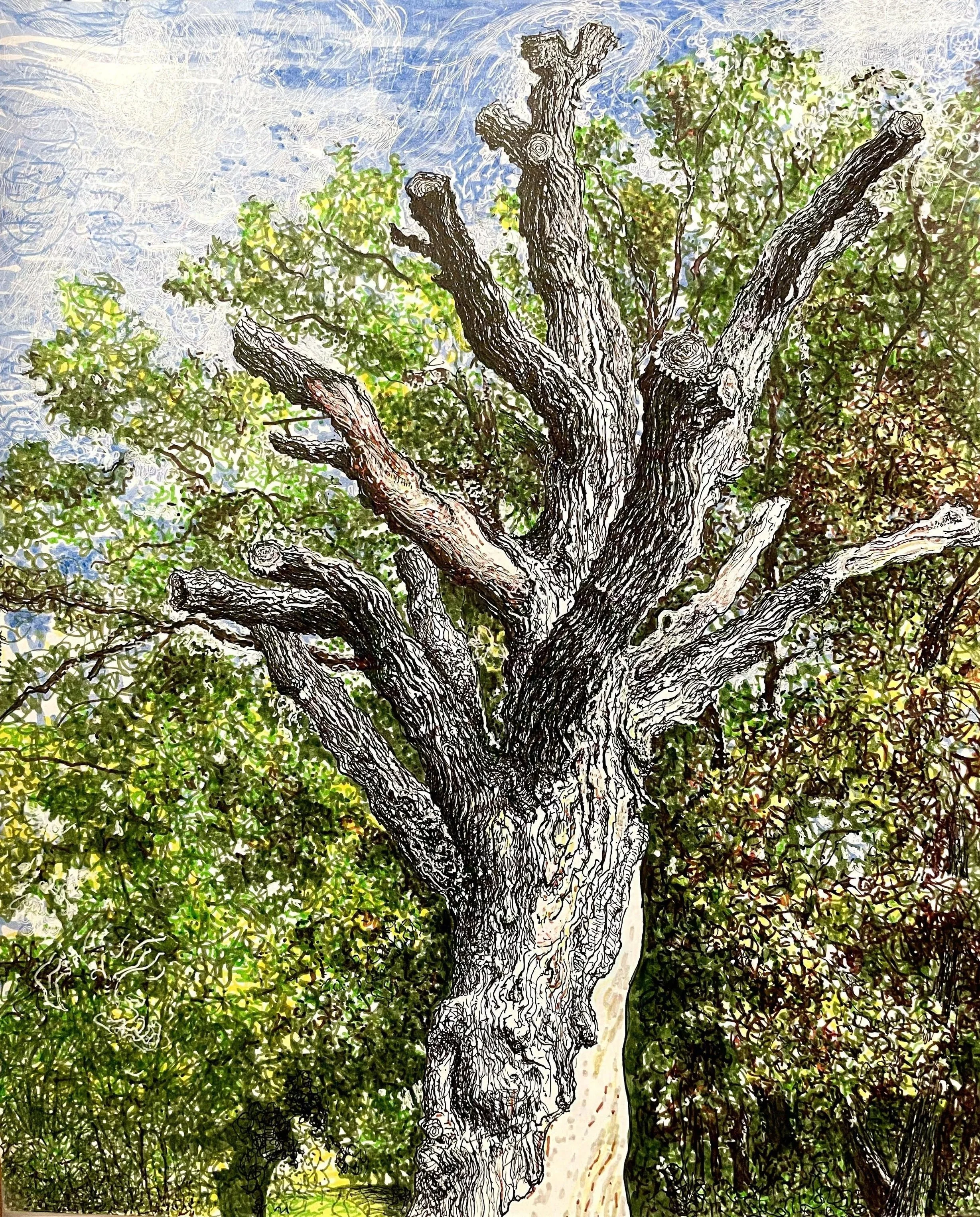 "Skeleton of an Oak II",  India Ink & Micron pen ,  10 3/4" x 10 3/4",  2024