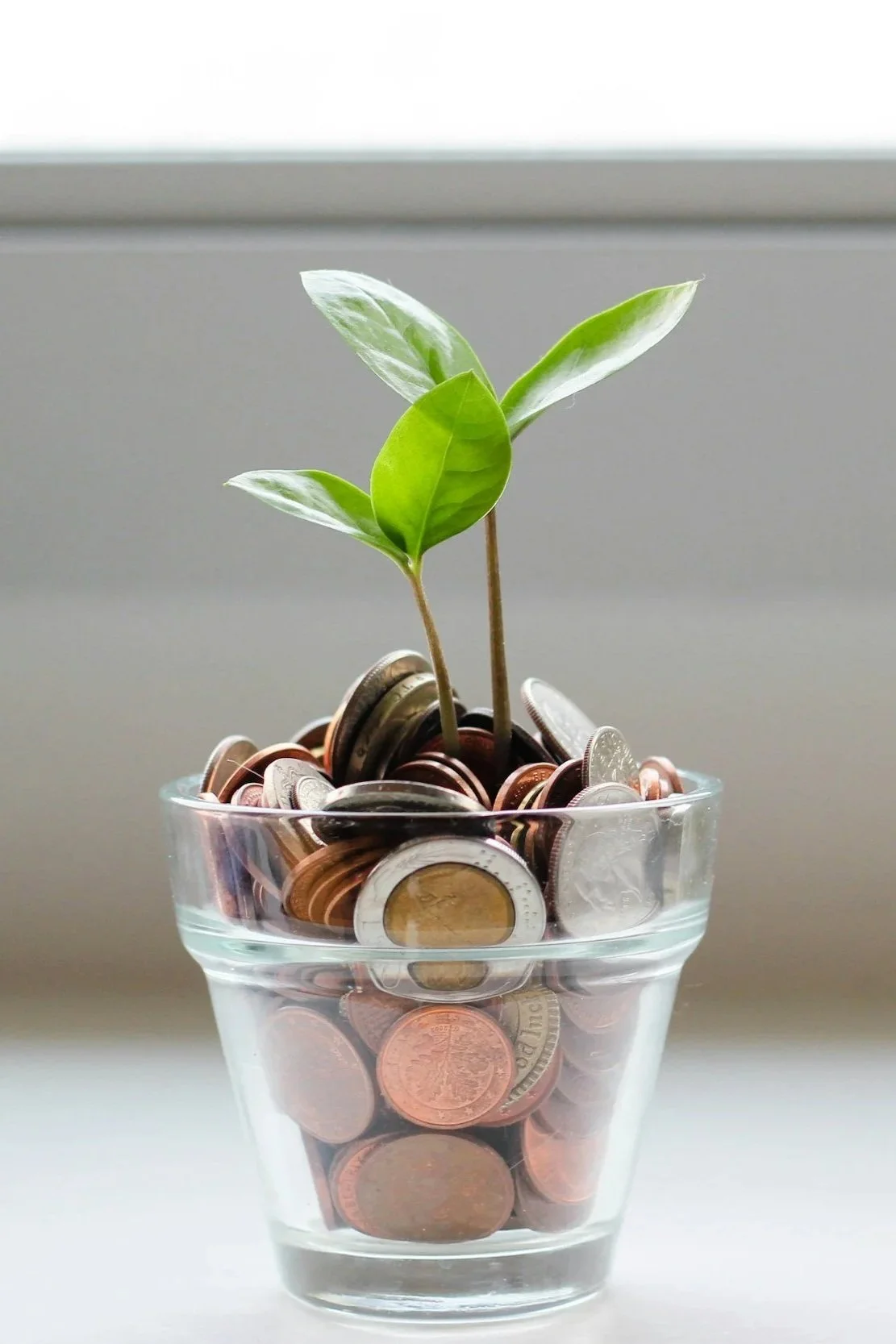 A small plant growing in a glass container filled with coins, symbolizing financial growth.