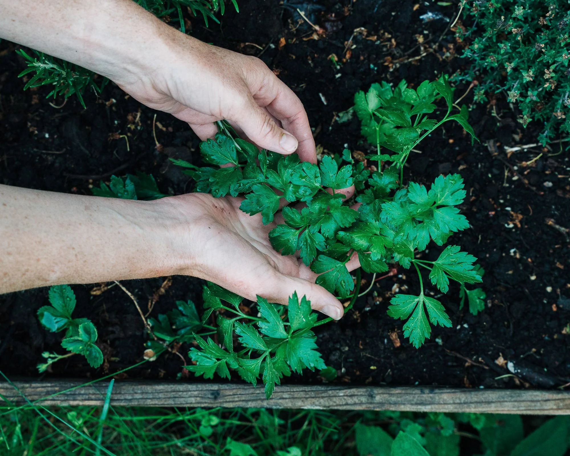 Hands planting green parsley seedlings into dark soil in a garden bed.