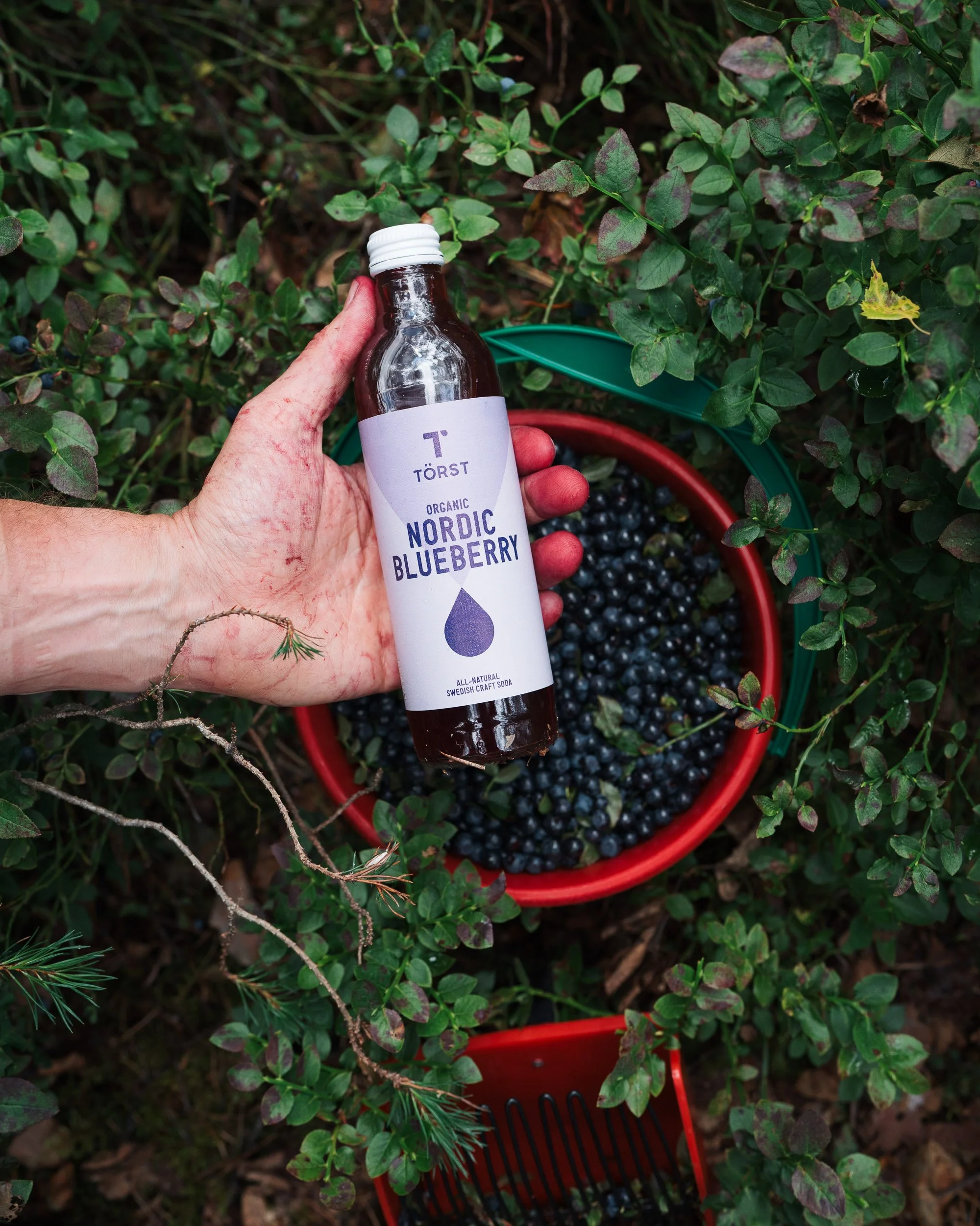 A person's hand holding a bottle of TÖRST Nordic Blueberry soda next to a basket of blueberries on the ground among green plants and foliage.