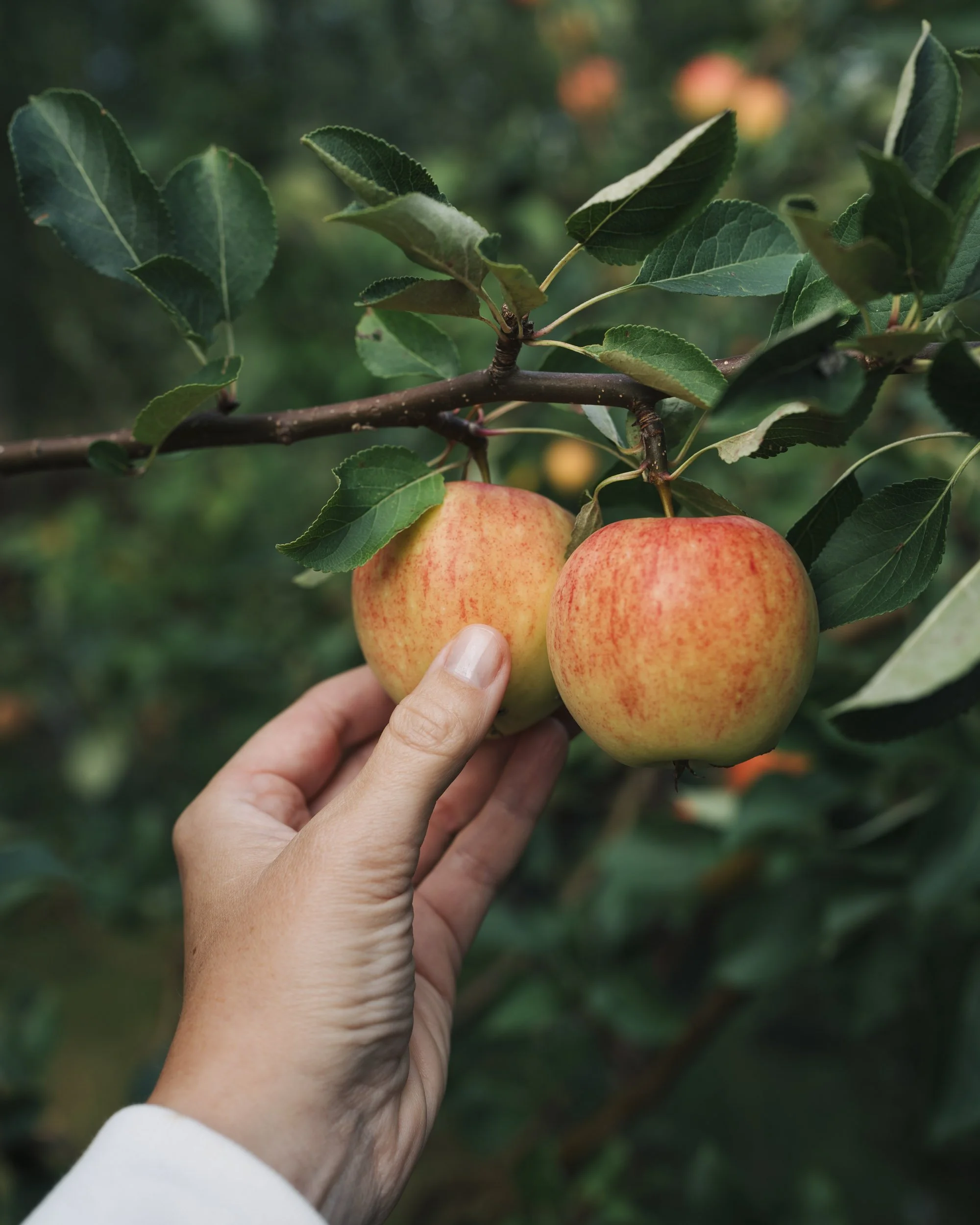 Person holding two ripe apples on a tree branch, with green leaves in the background.