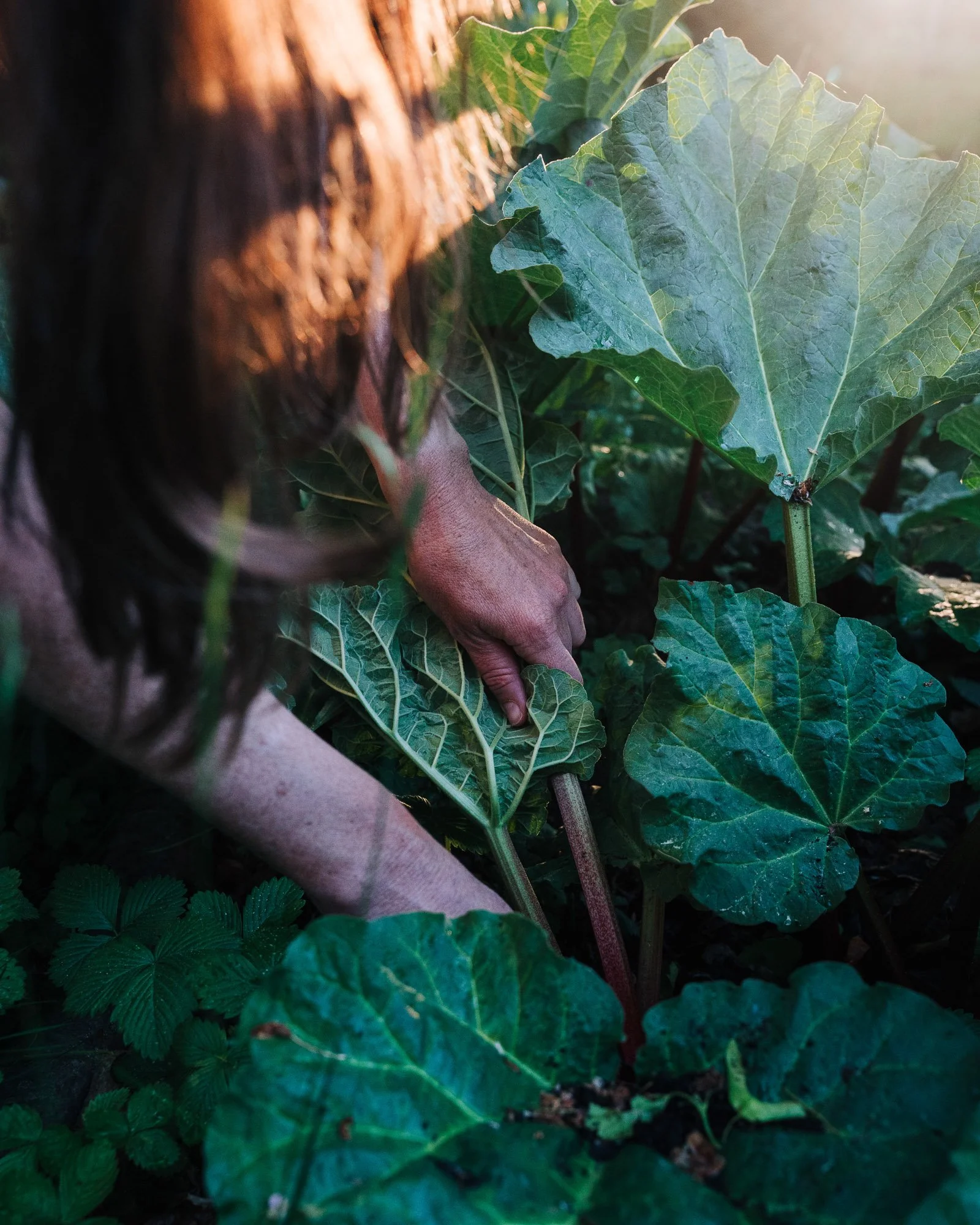 Person's hand and arm reaching out among green leaves under sunlight.