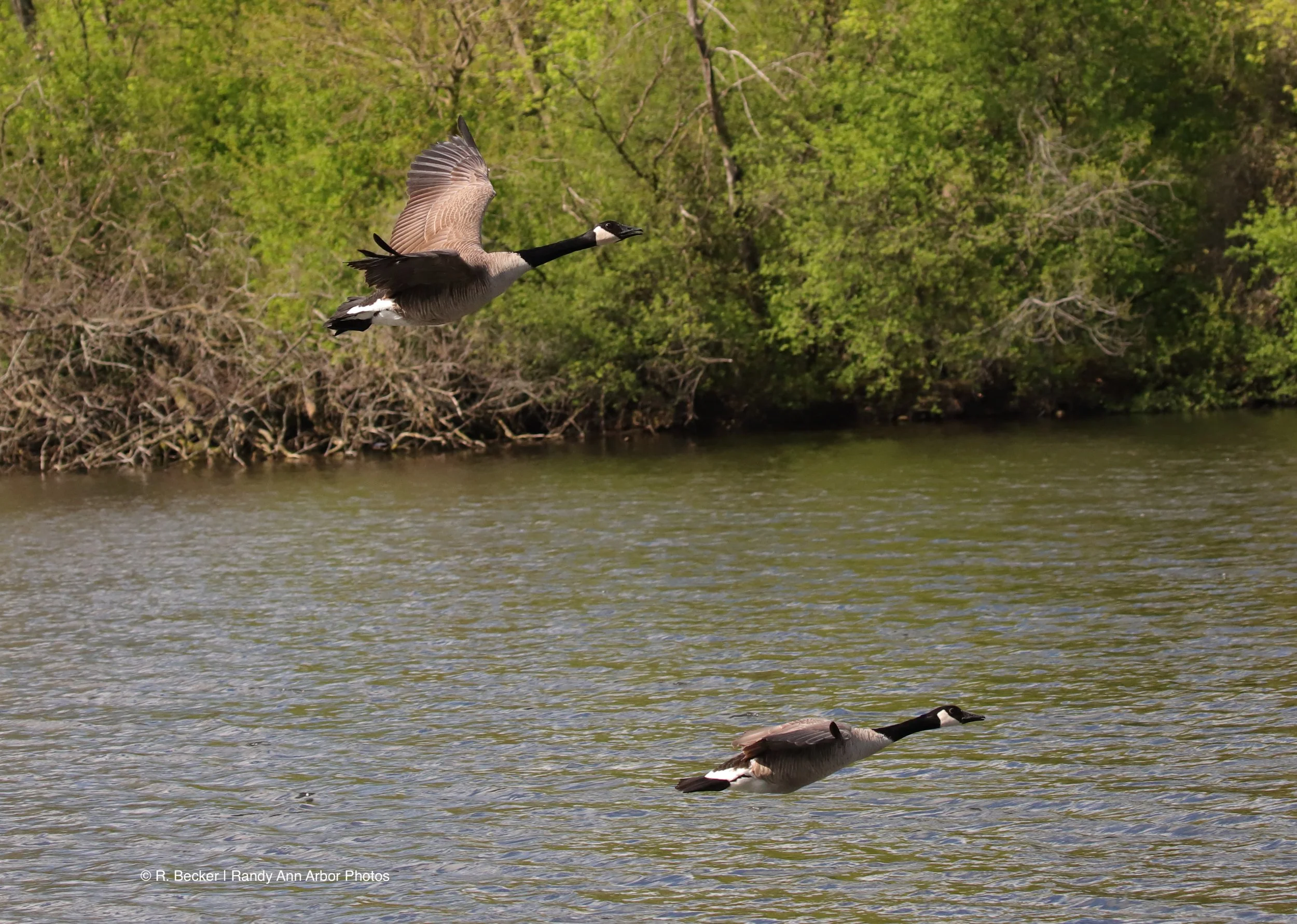 Huron River Flyway