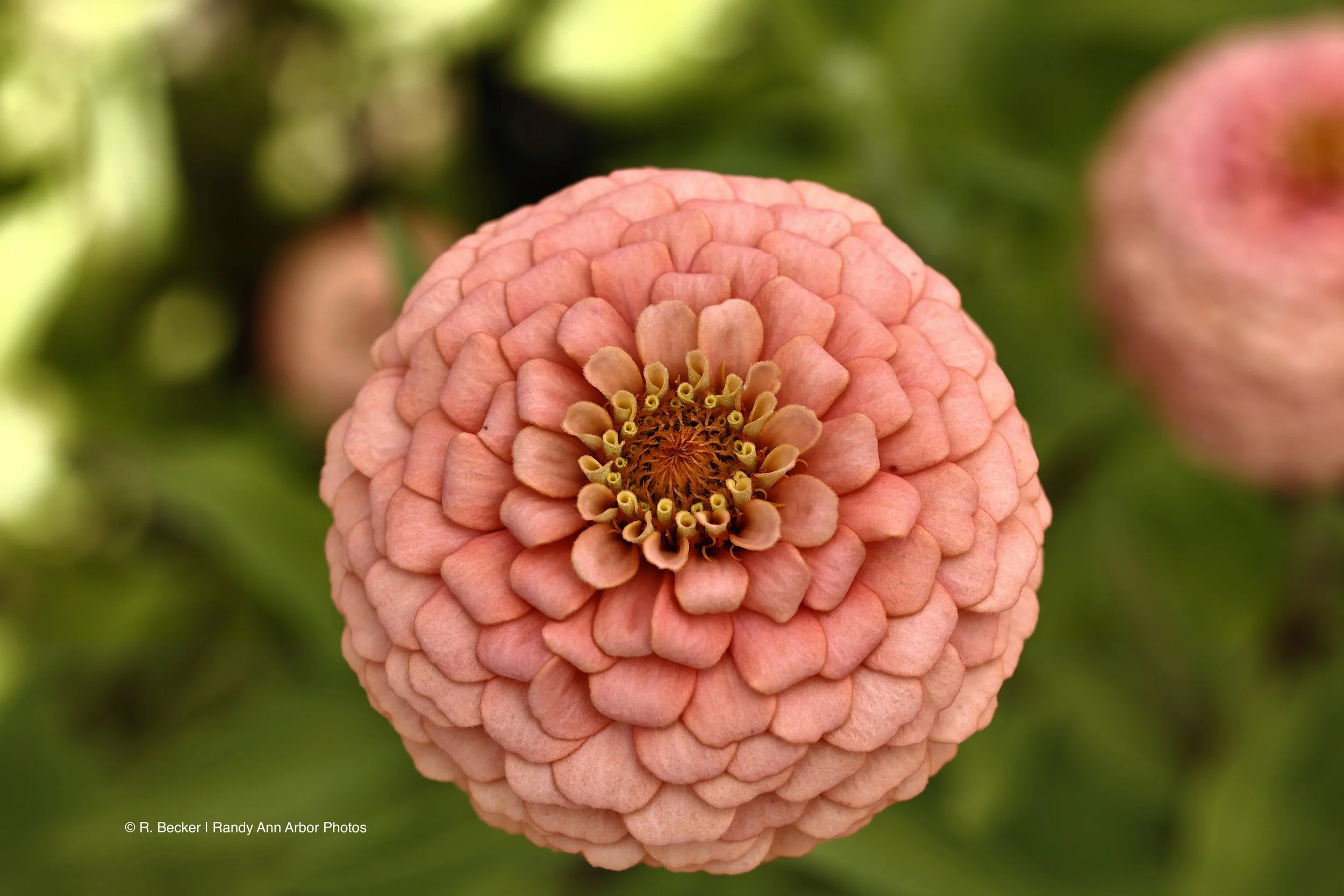 Zinnia watermark 13.6 MB.jpeg