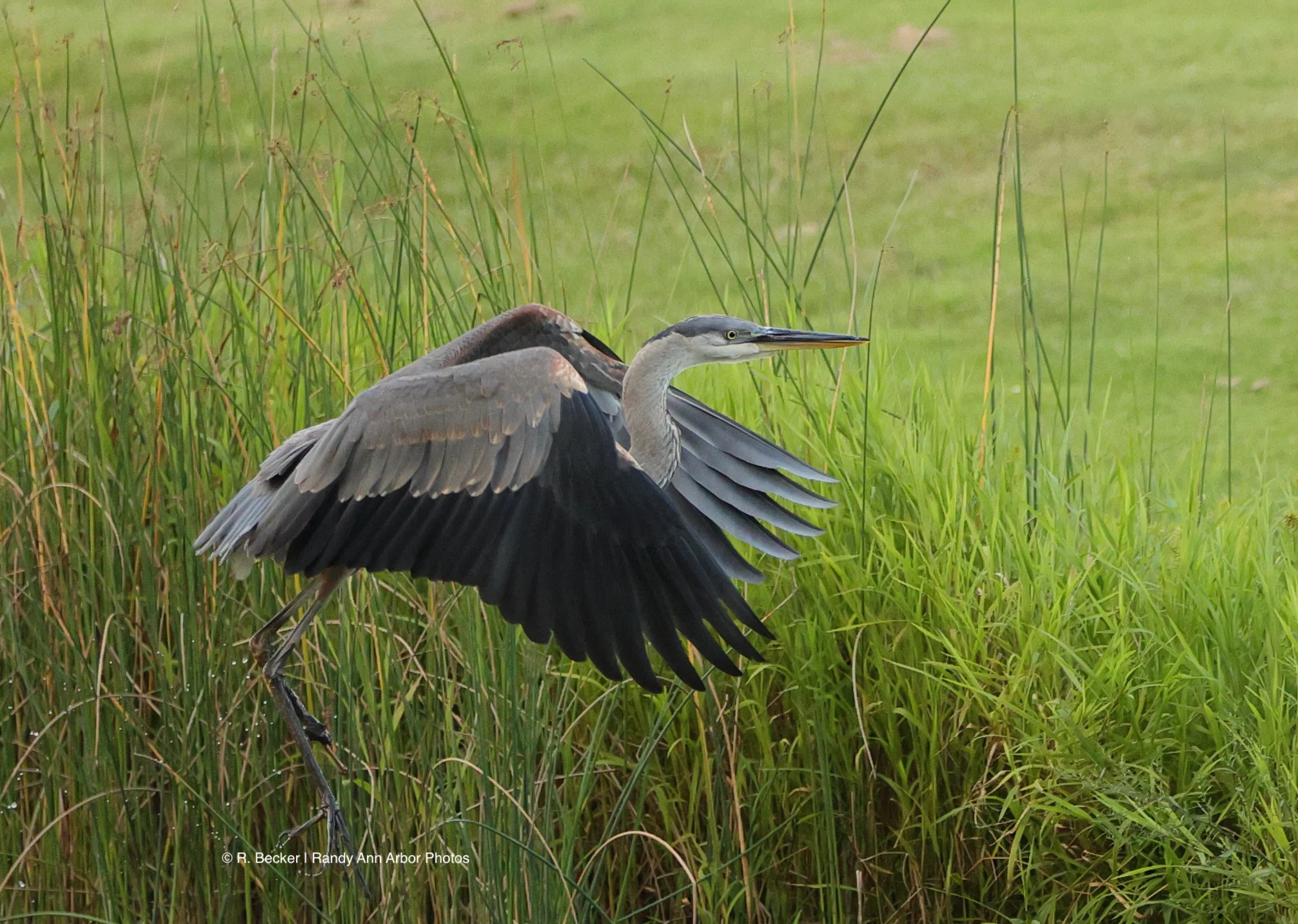 Time for flight watermark.jpg