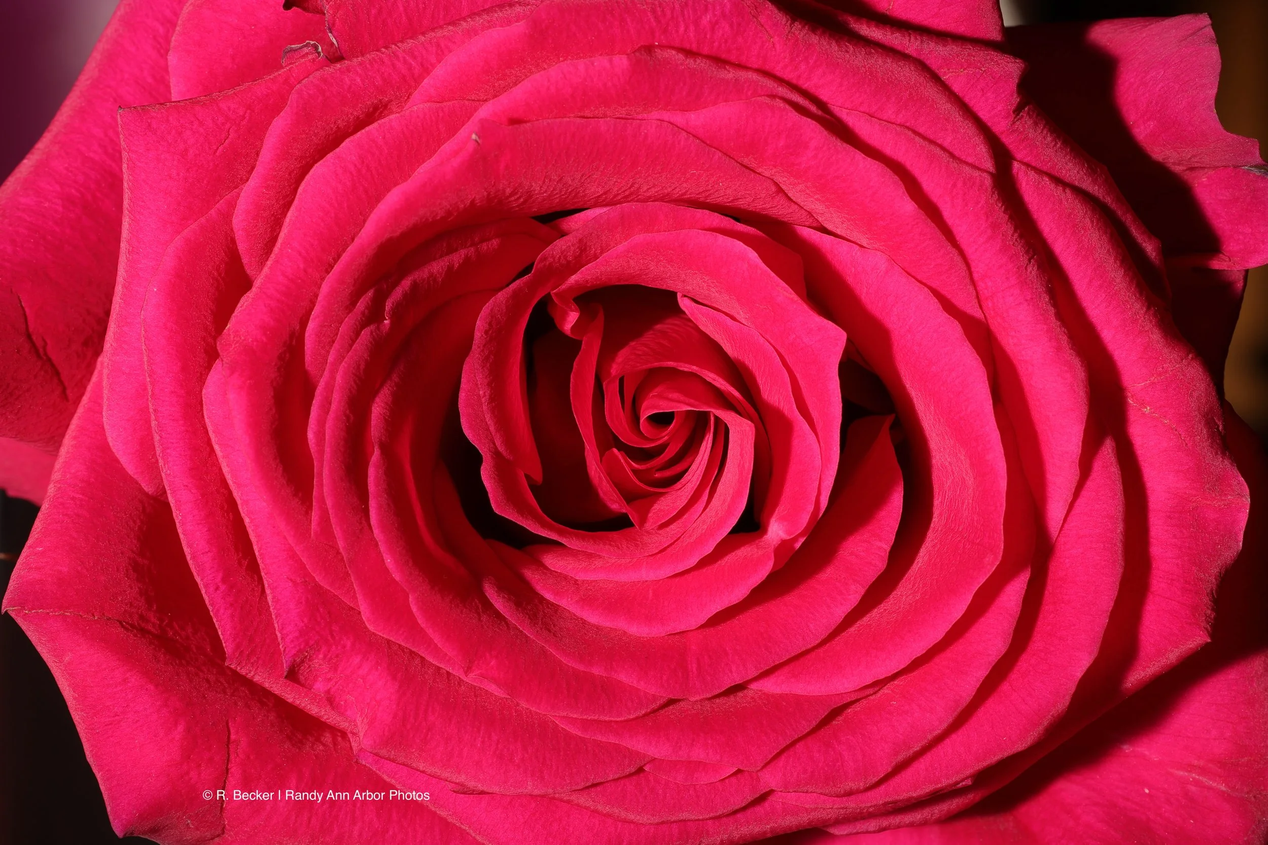 Rose Watermark.jpg
