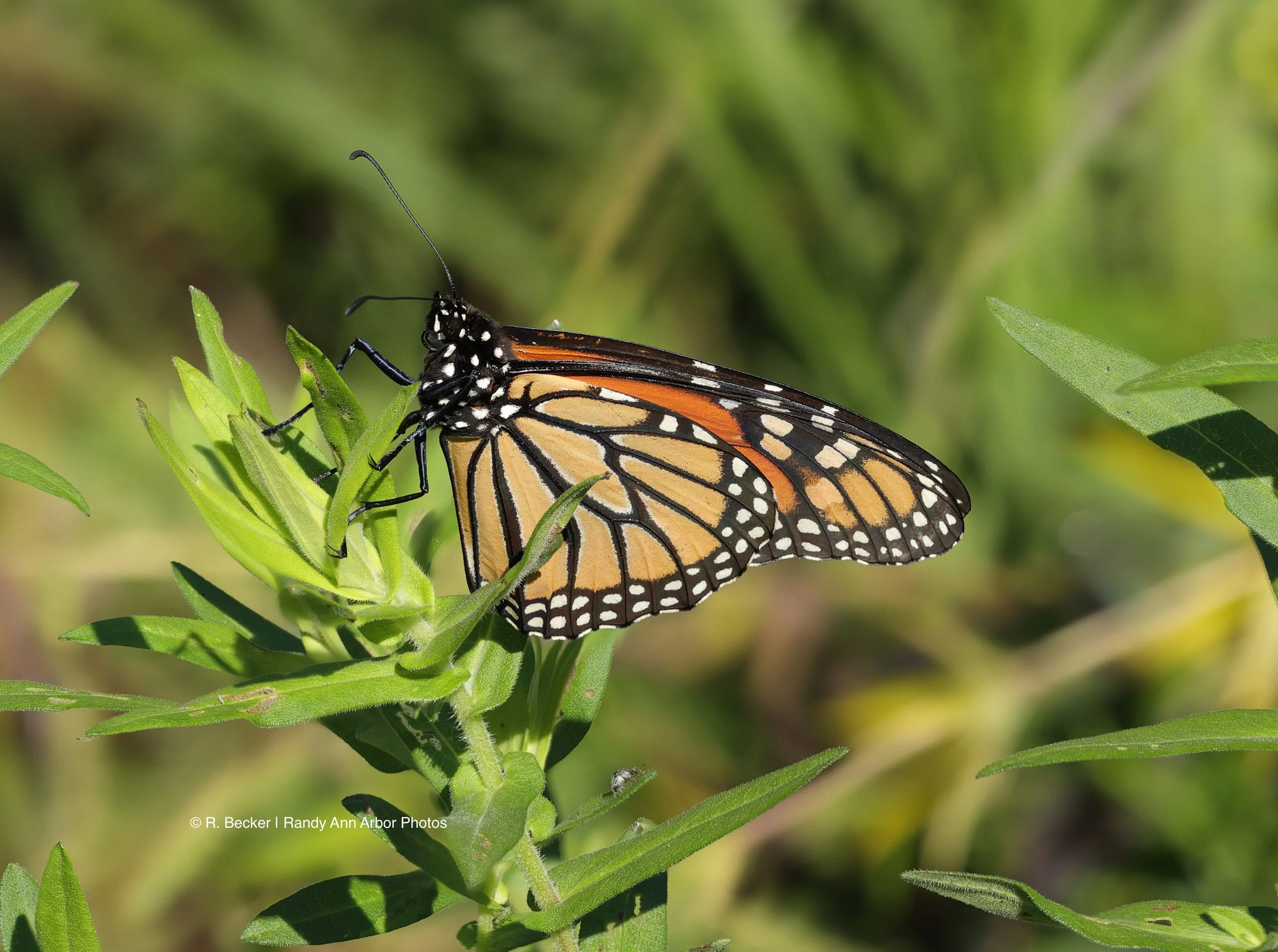 Butterfly with watermark.jpg