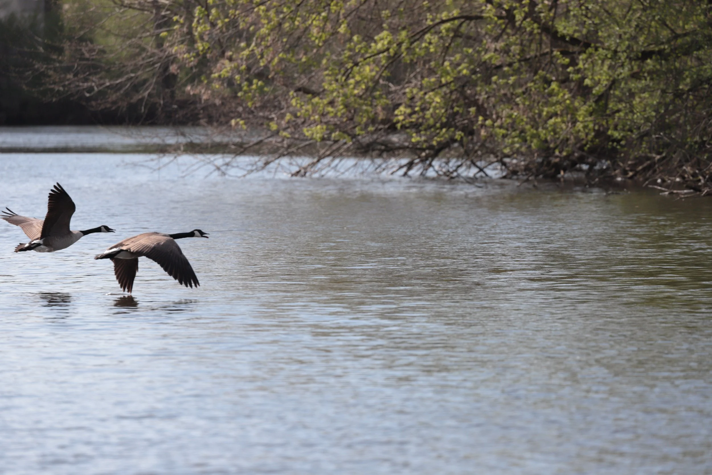 Huron River Flyway