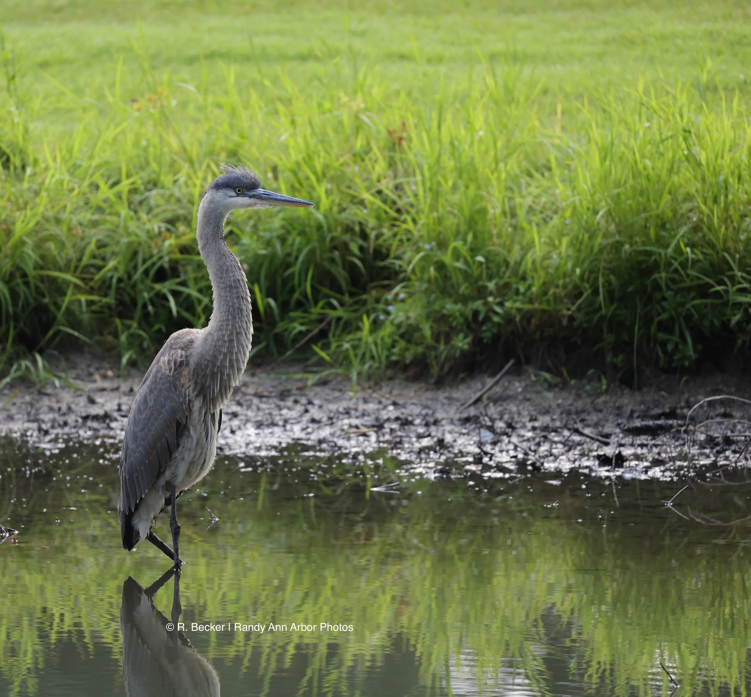 Standing Tall watermark.jpg