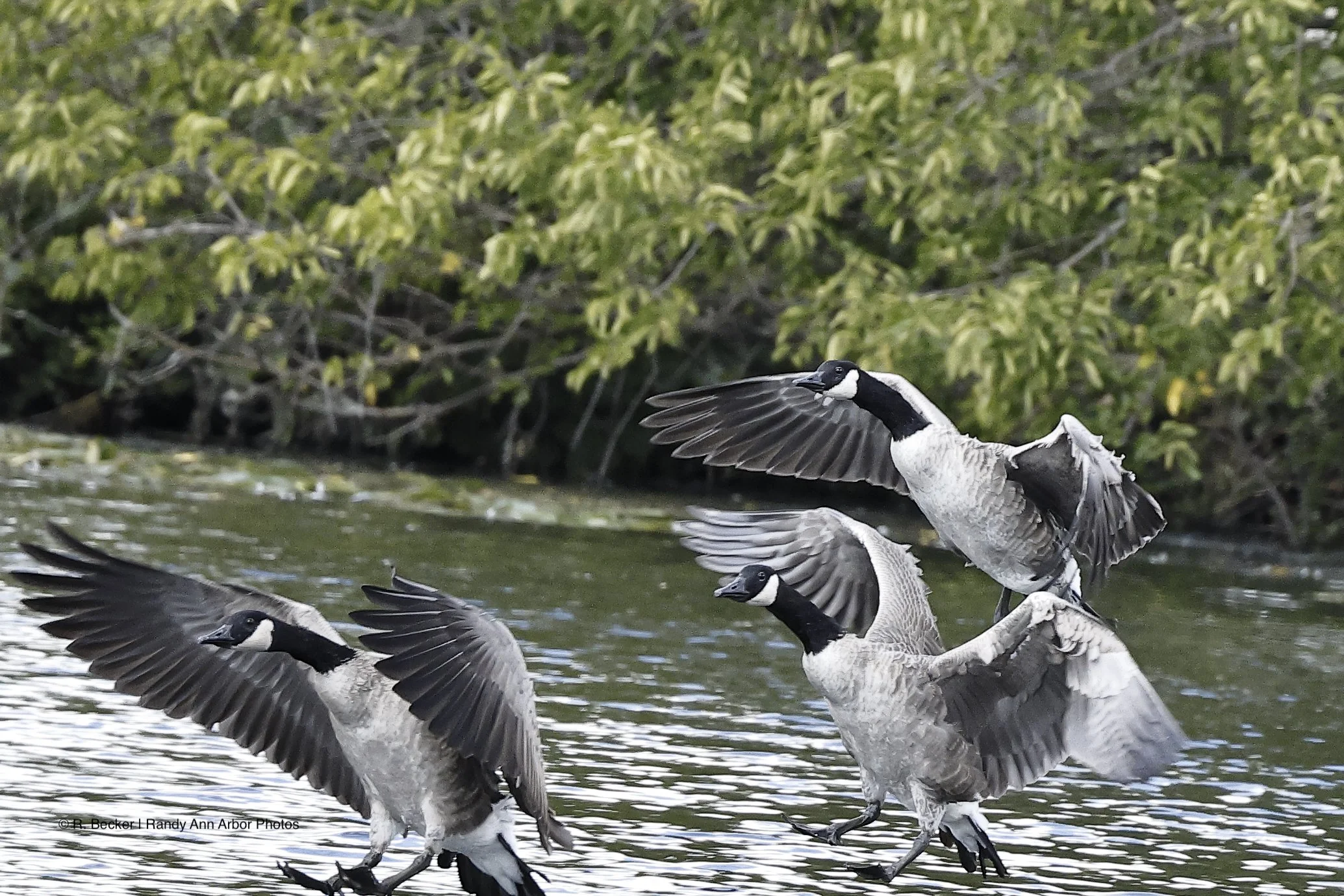 Coming in for a Landing watermark.jpg