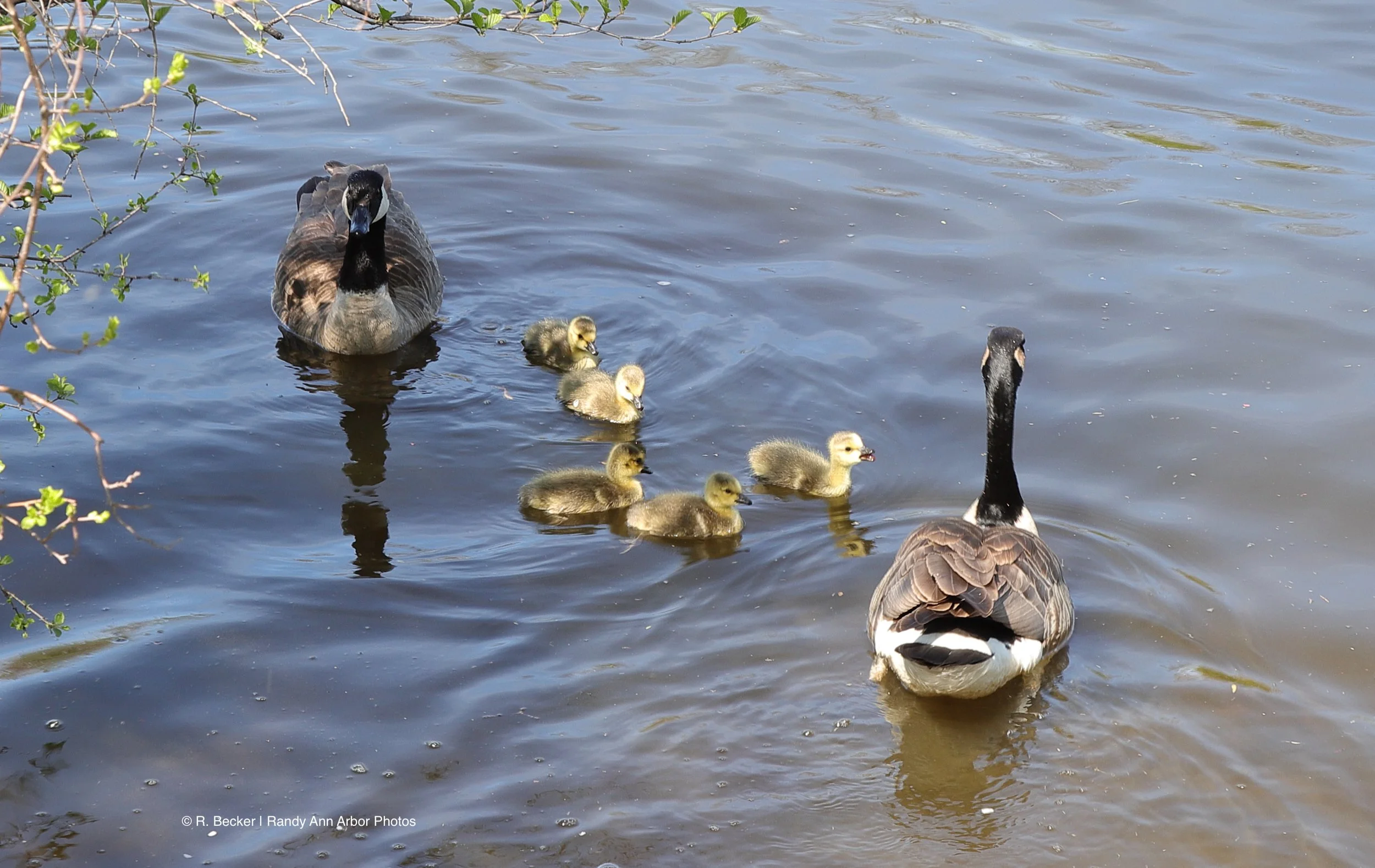 babies (4-26-2) copy for watermark.jpg