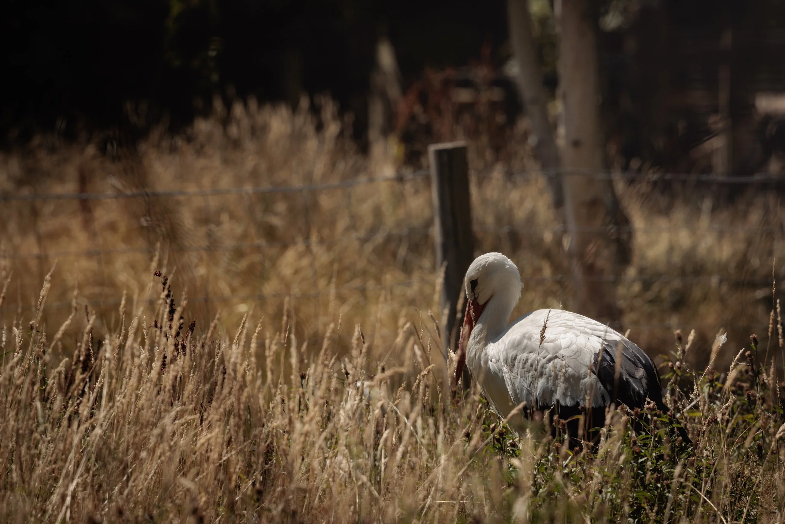 A white stork standing in a field of dry grass with trees and a fence in the background.