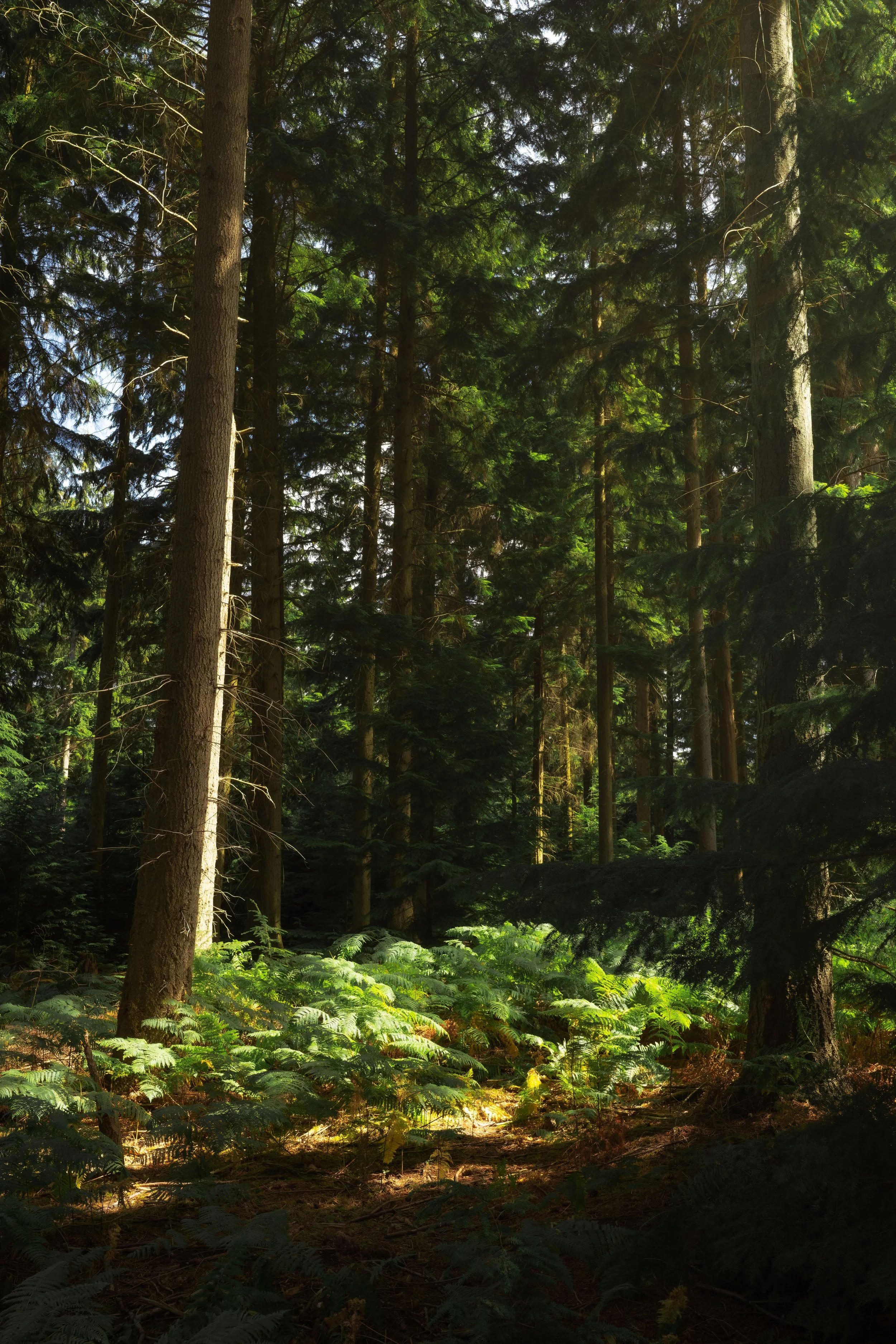 A trek up Iron Hill