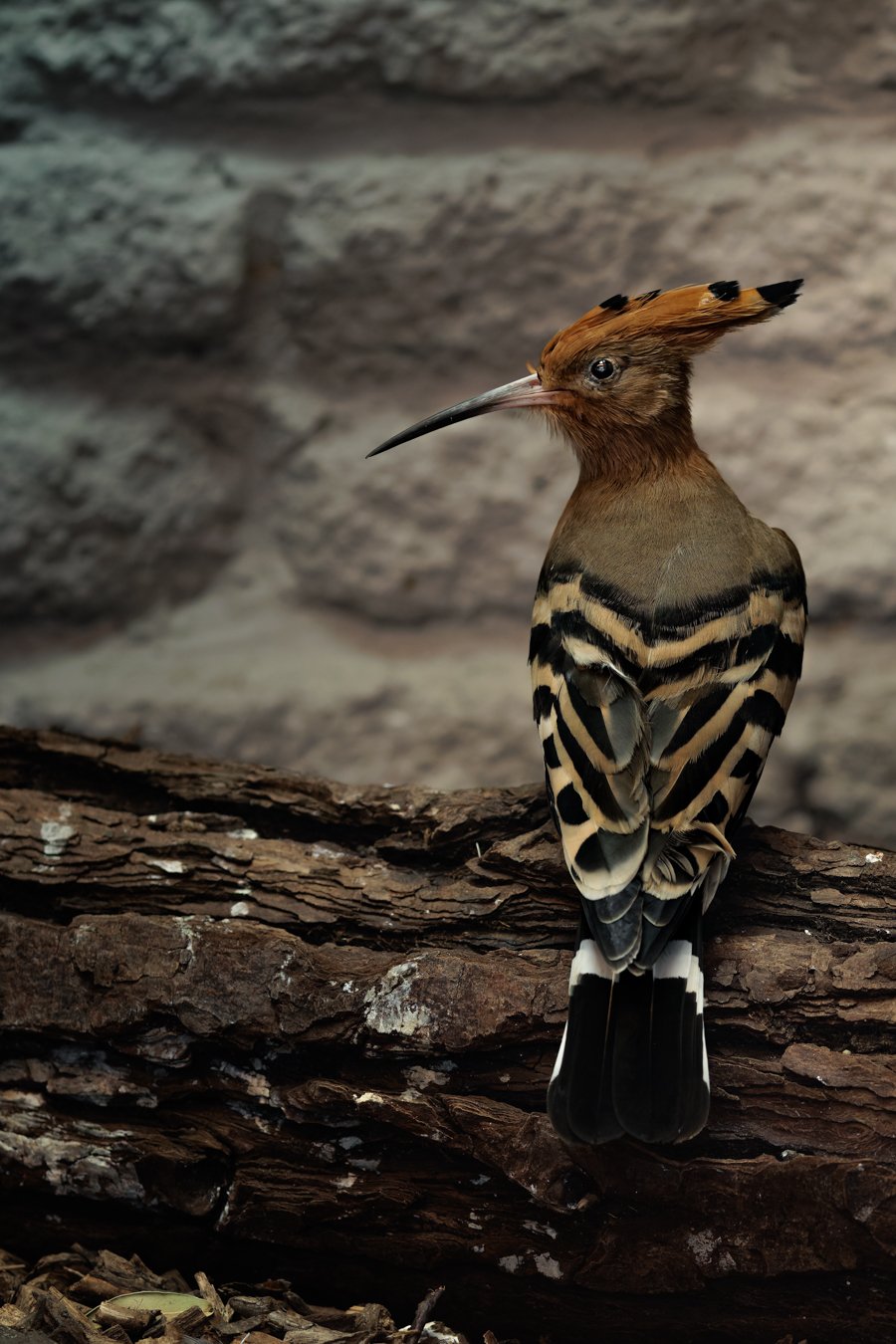 5 Essential Tips for Tackling Sharp Bird &amp; Wildlife Shots