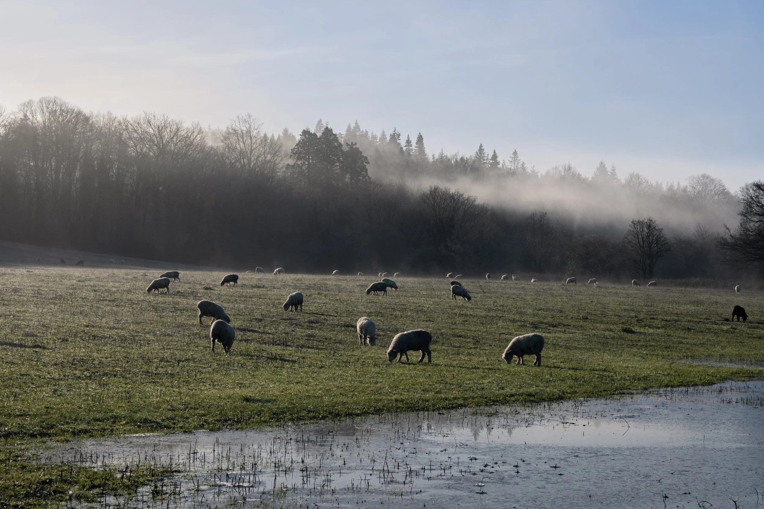A foggy hillside with trees in the background and a flock of sheep grazing in a muddy field in the foreground.