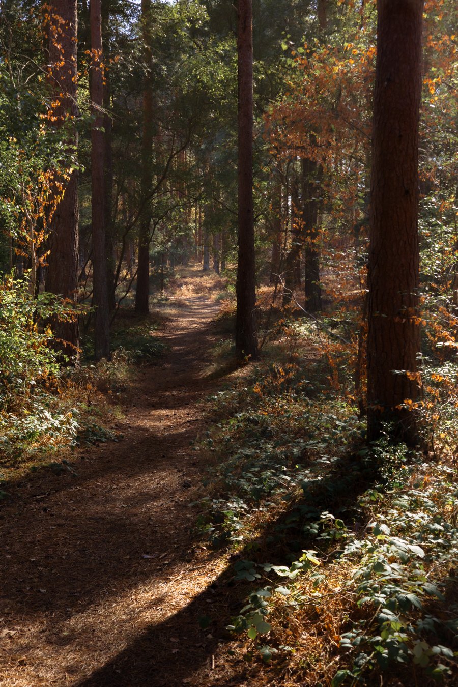 A dirt pathway running through a dense forest with tall trees, some with autumn-colored leaves, sunlight filtering through the foliage, and shadows cast on the ground.