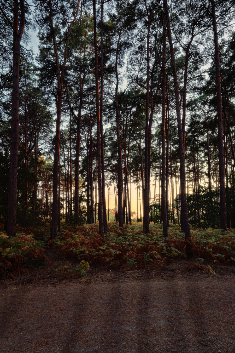 A forest scene at sunset with tall, slender pine trees and a clearing on the ground covered with ferns and foliage.
