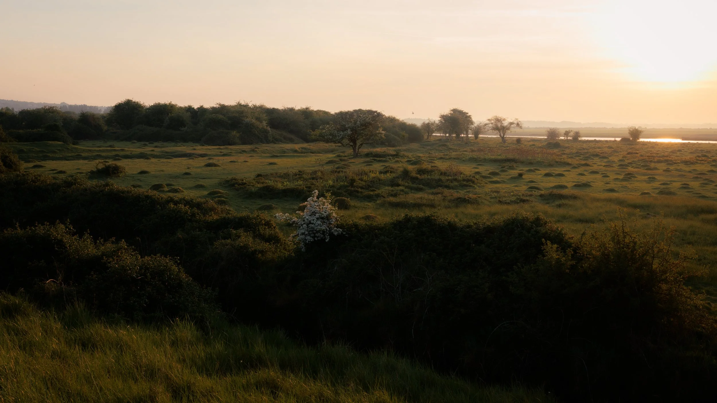 Sunrise over a grassy landscape with scattered trees and a body of water in the distance.