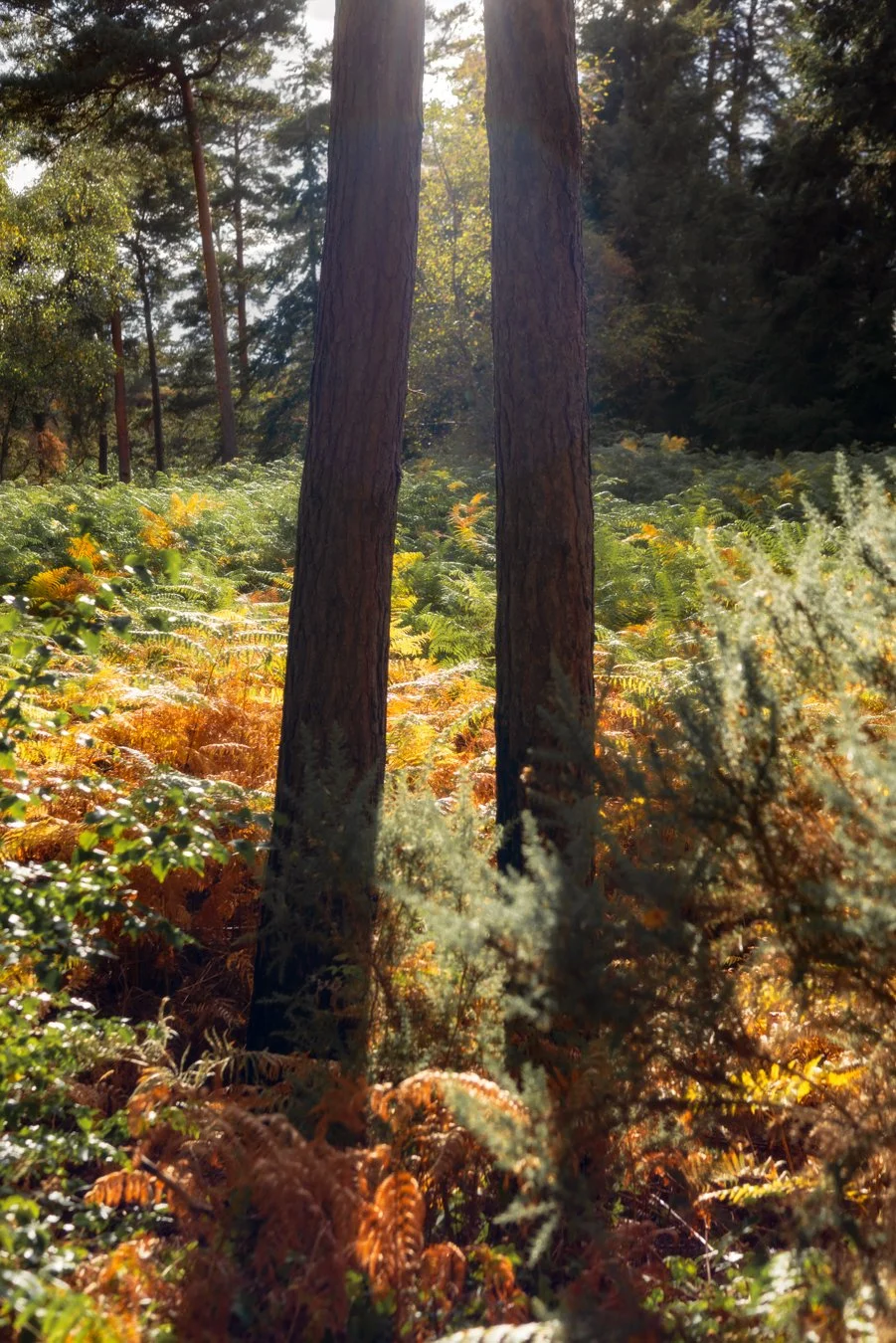 Two tall trees in a forest with sunlight filtering through the canopy, surrounded by ferns and green foliage.