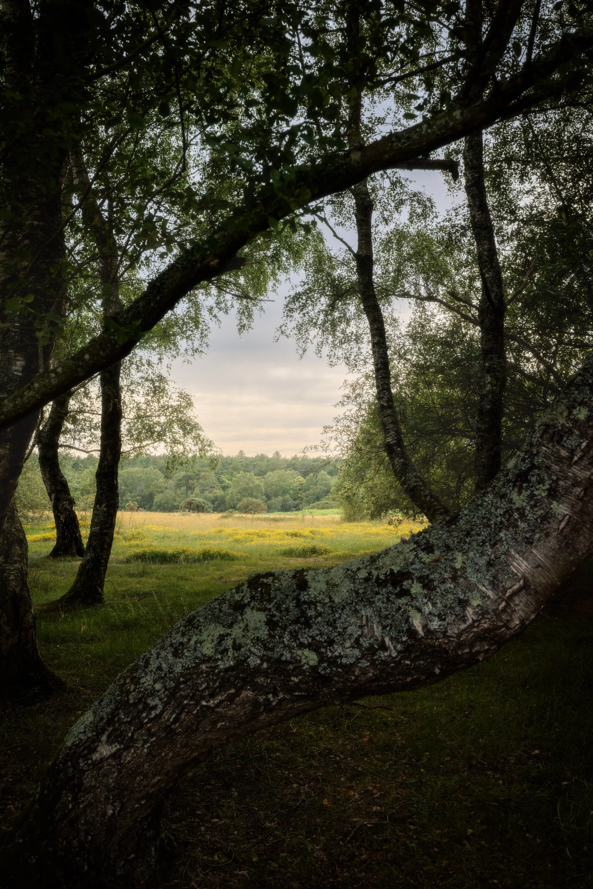 A view of a forest with a fallen tree in the foreground and several trees with green leaves in the background, under a partly cloudy sky.