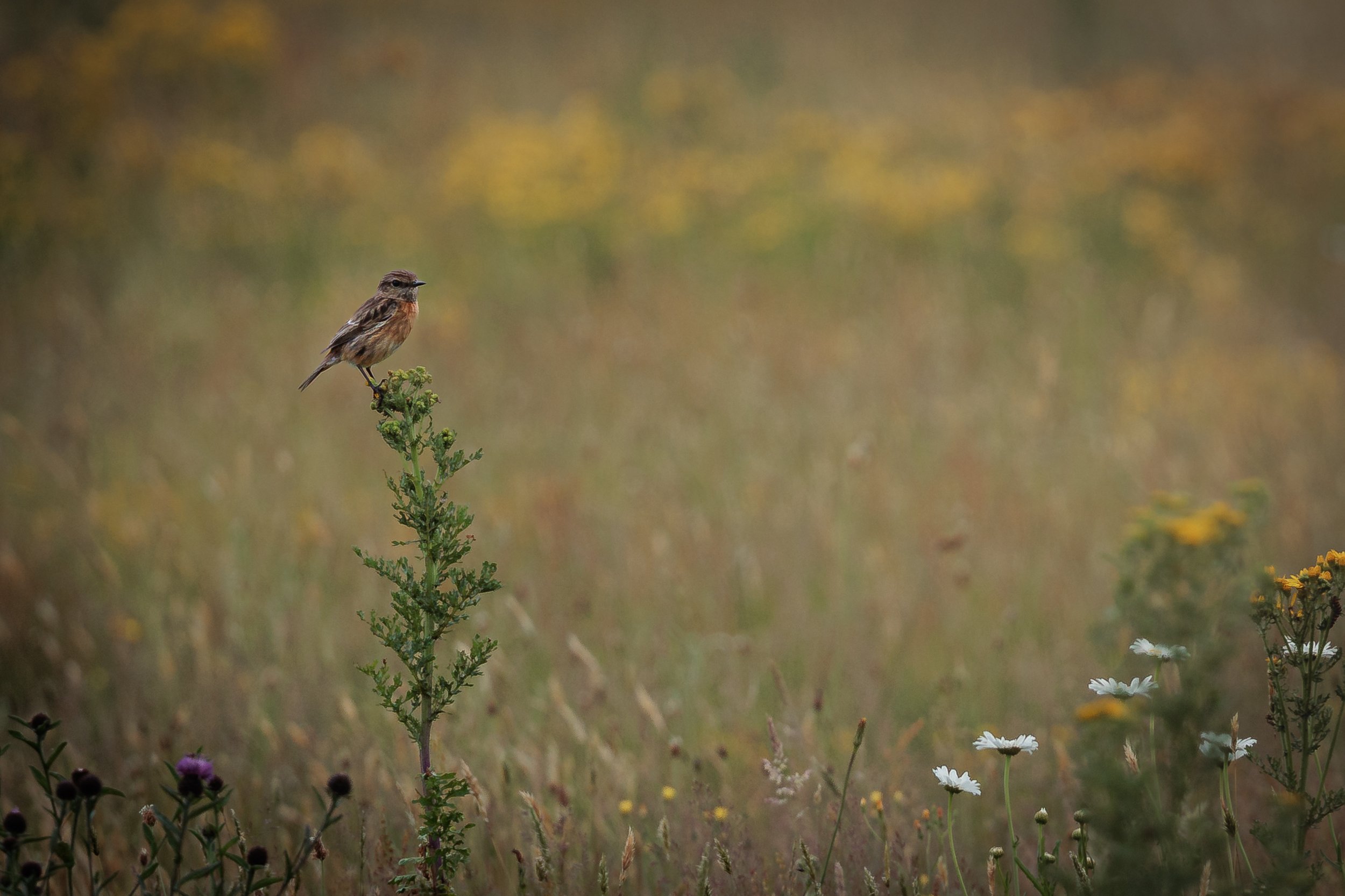 A small bird perched on a green plant stem in a field with wildflowers, with a background of blurred autumn foliage.